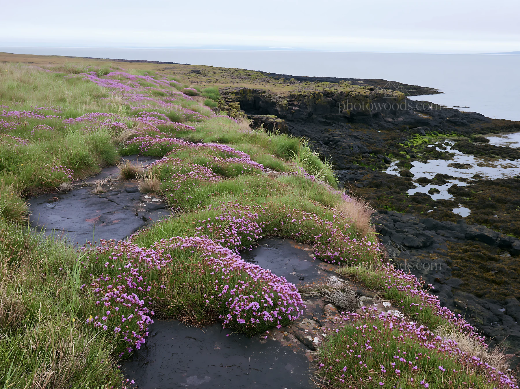 Coastal cliff meadow with flowers and black rock - AI-generated stock image