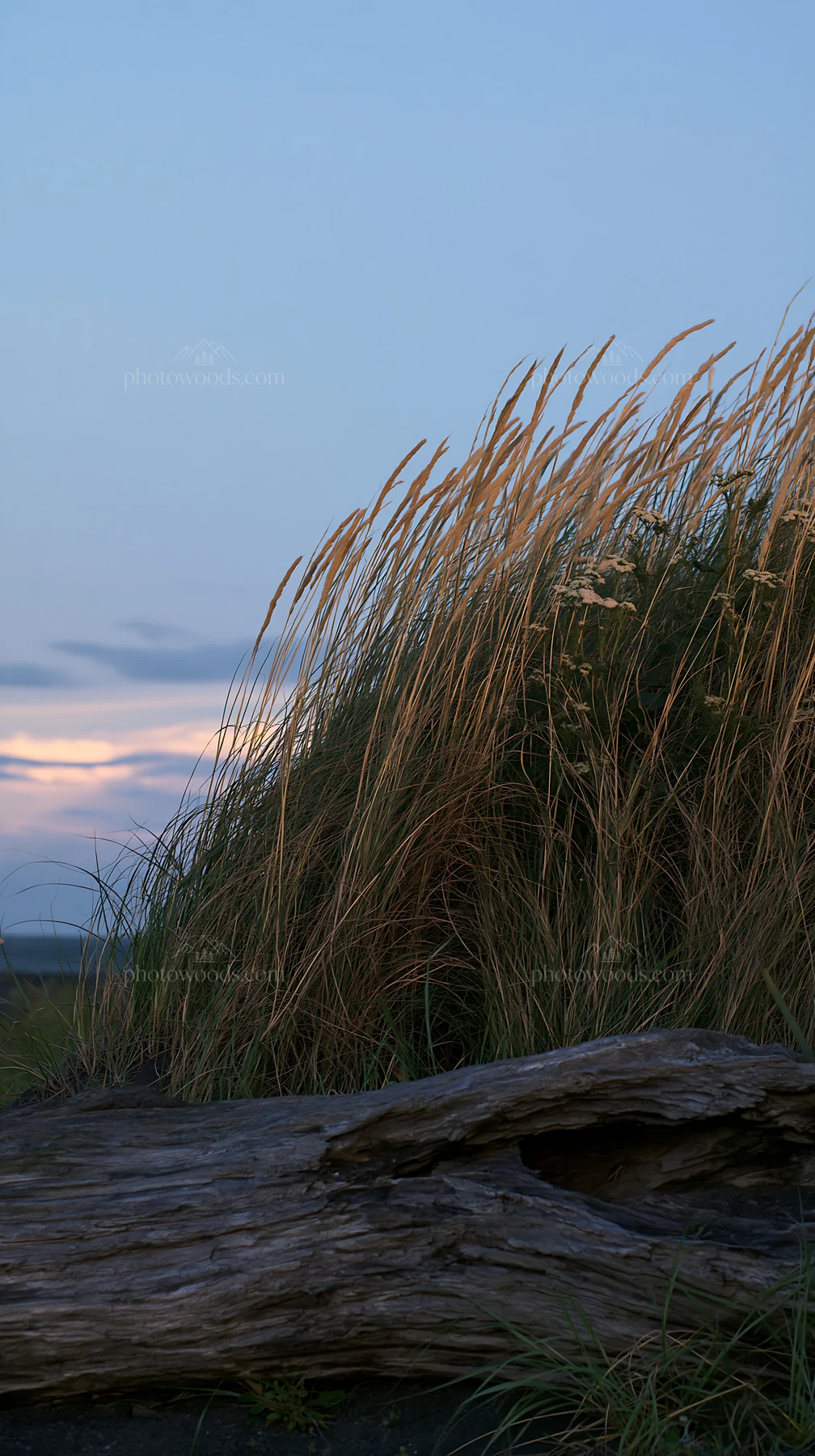 Chiba coastal climate meadow with driftwood and grass - AI-generated stock image