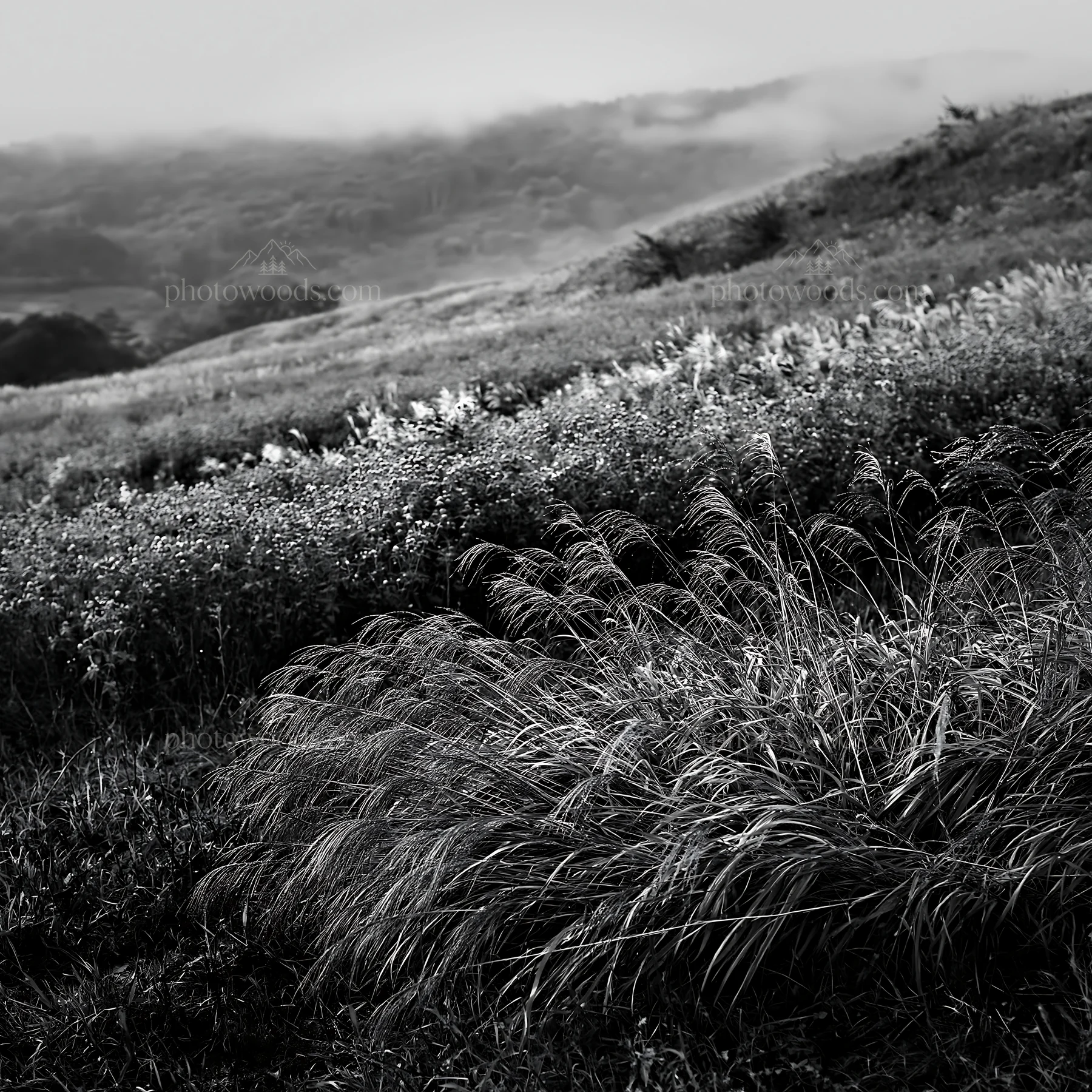 Black and white iwate rain refreshed meadow seedhead foreground - AI-generated stock image