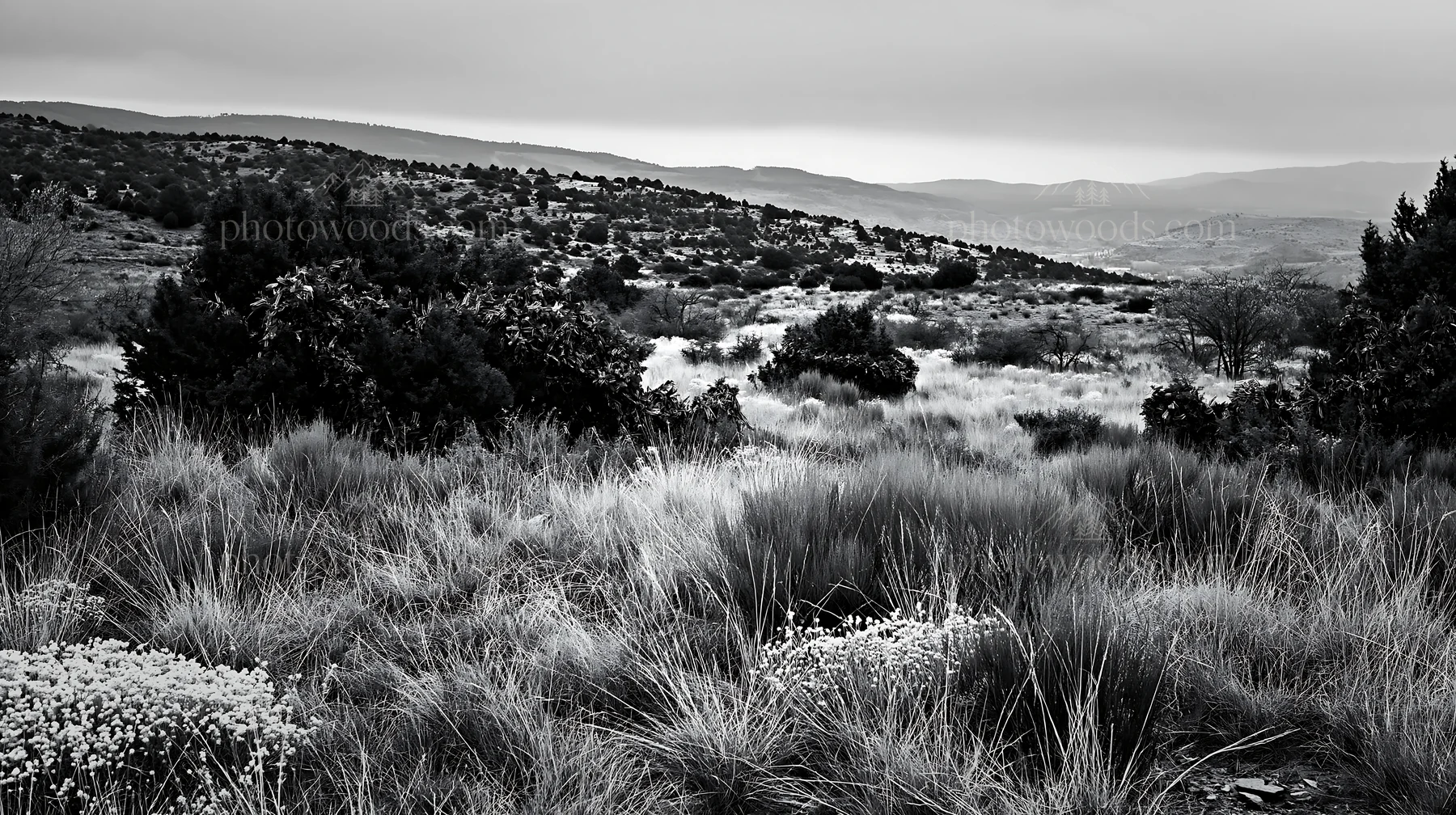 Expansive meadow with drought tolerant stems and garland - AI-generated stock image
