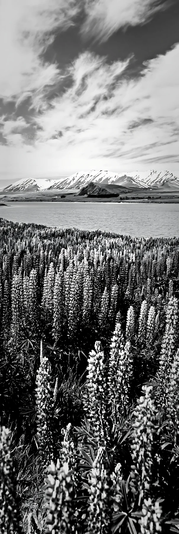 Lupins by Lake Tekapo with snowy Alps in the background - AI-generated stock image
