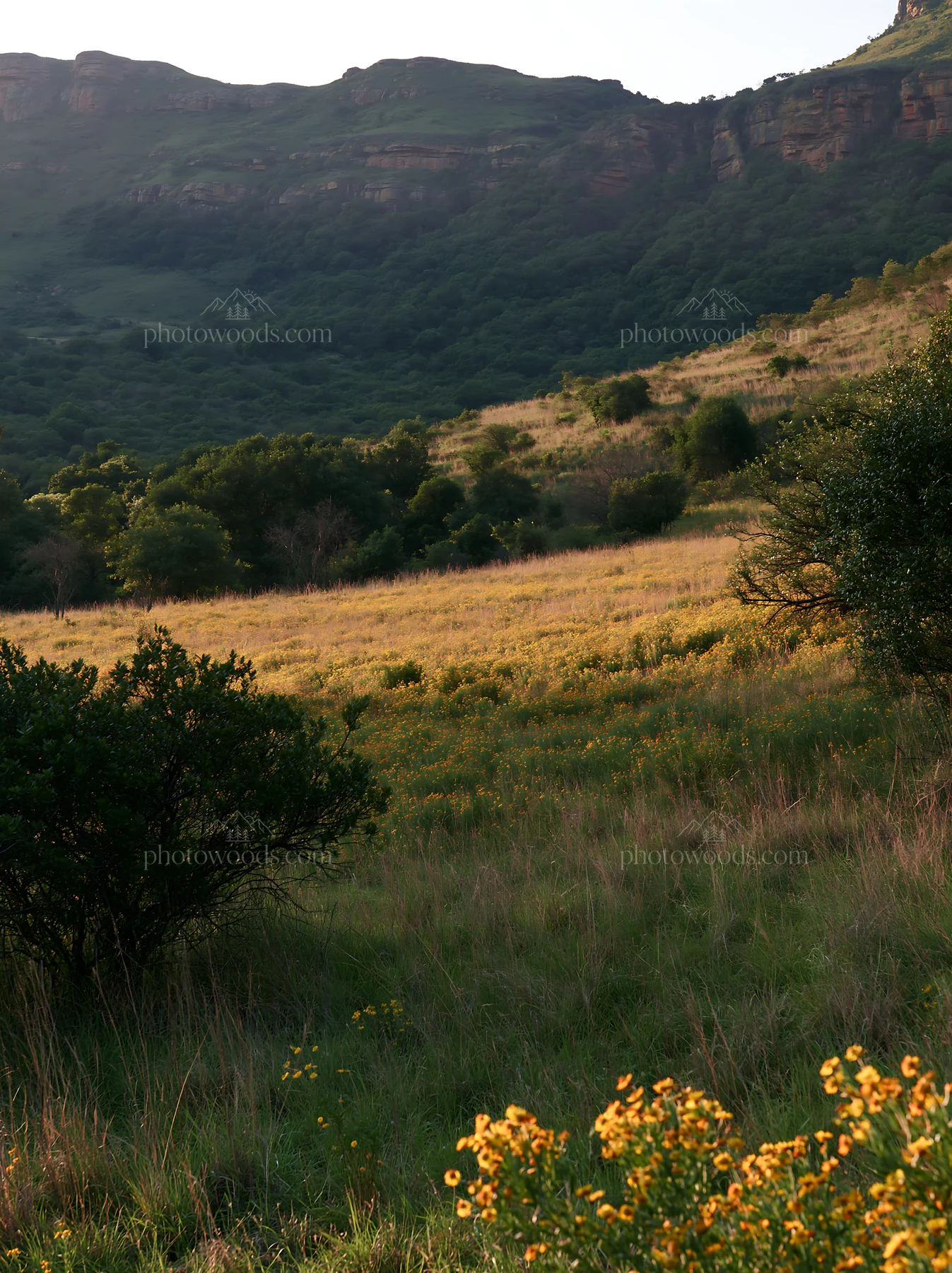 Biodiverse meadow with plants and hills during the day - AI-generated stock image