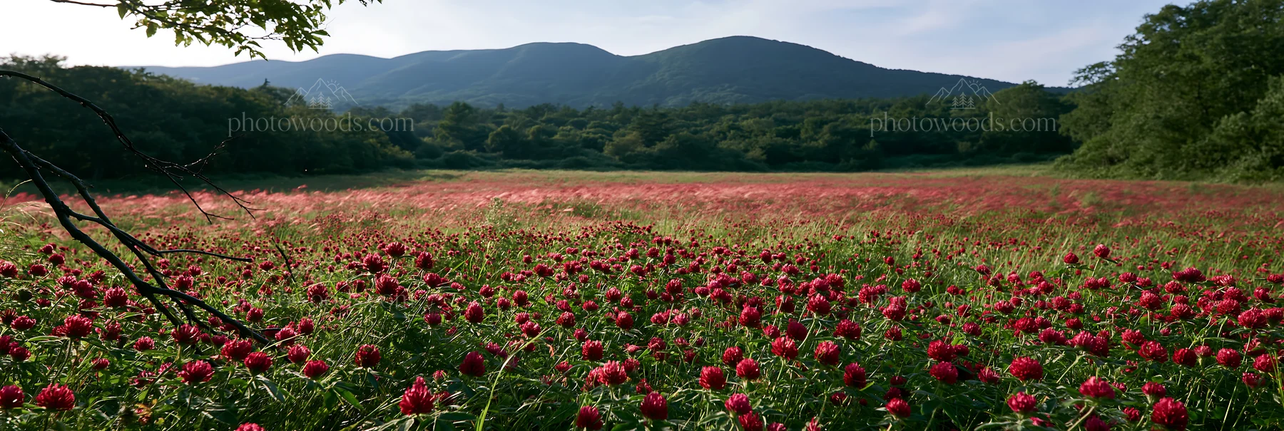 Yamagata rewilded meadow fallen branch foreground with flowers - AI-generated stock image