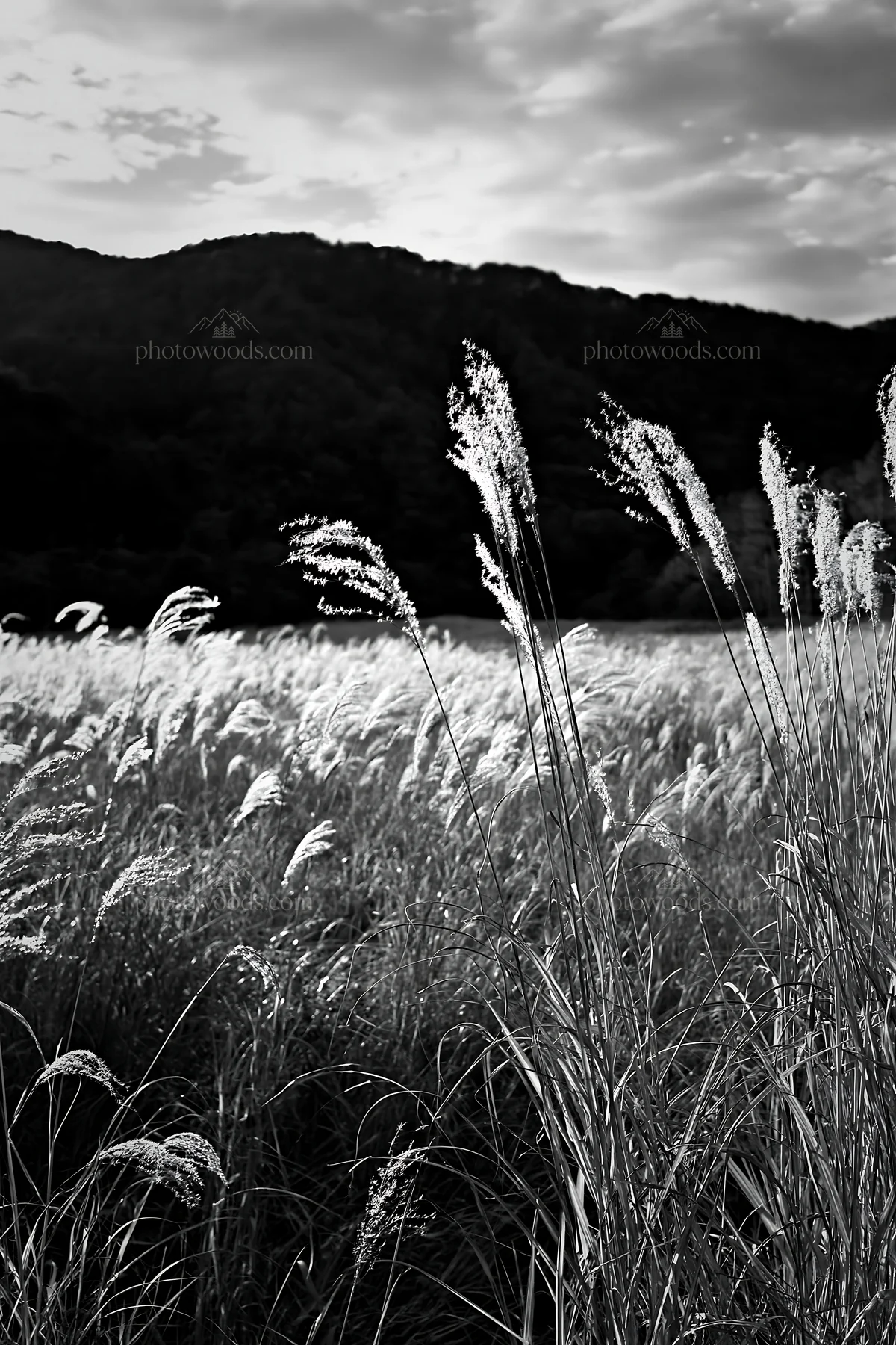 Aichi meadow in autumn with seedheads and mountain backdrop - AI-generated stock image