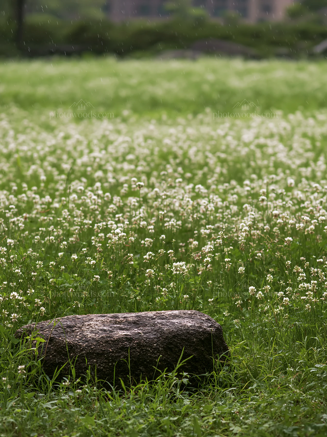 Rainy meadow in Hiroshima with smooth rock and flowers - AI-generated stock image
