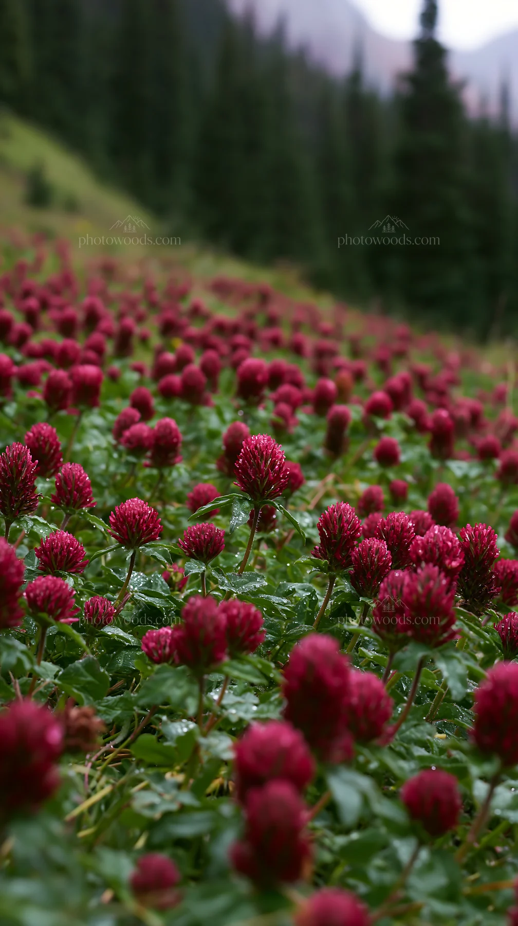 Rainy valley meadow with red flowers in green grass - AI-generated stock image