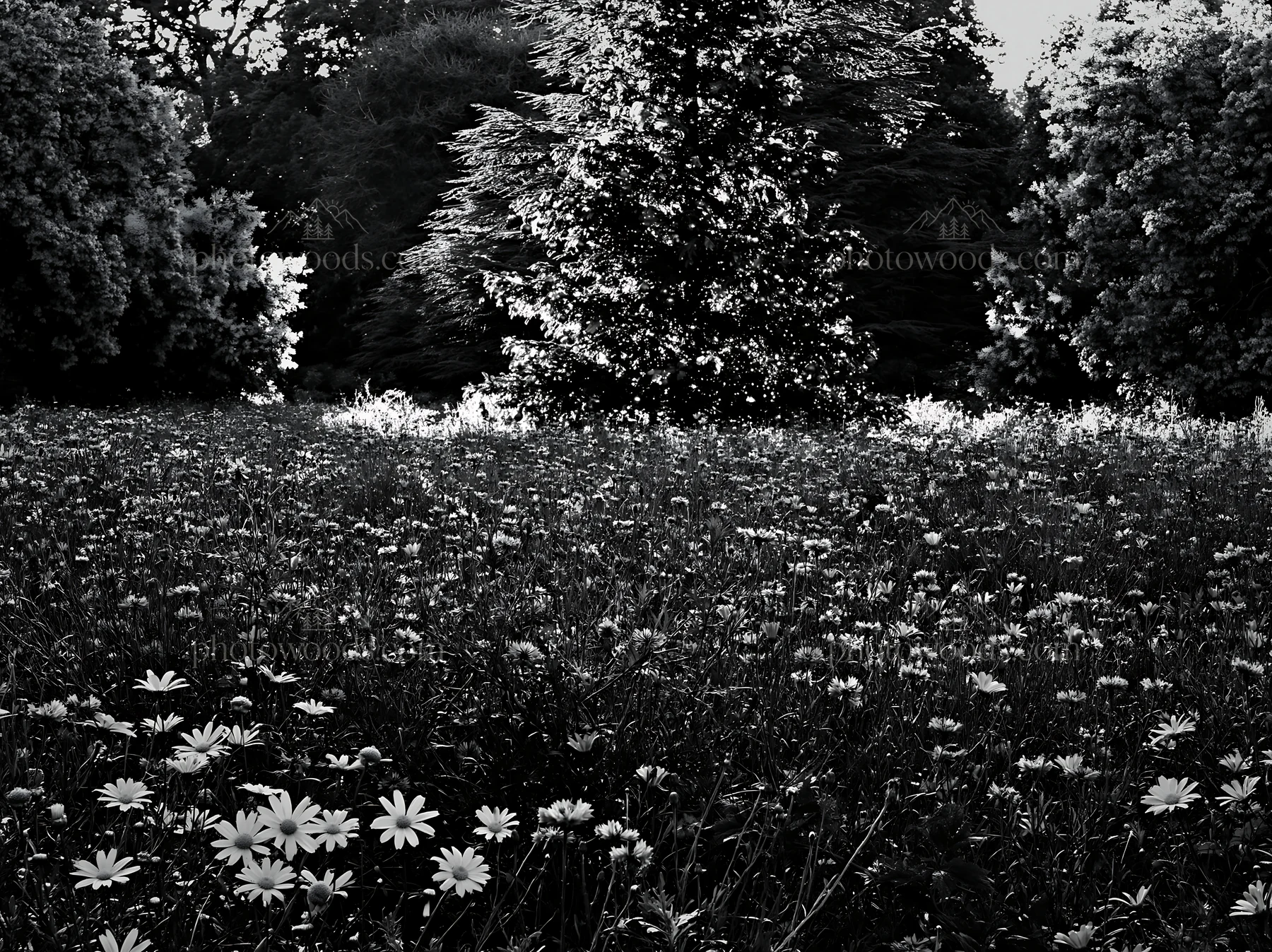 Christmas tree beside stream in meadow with flowers - AI-generated stock image