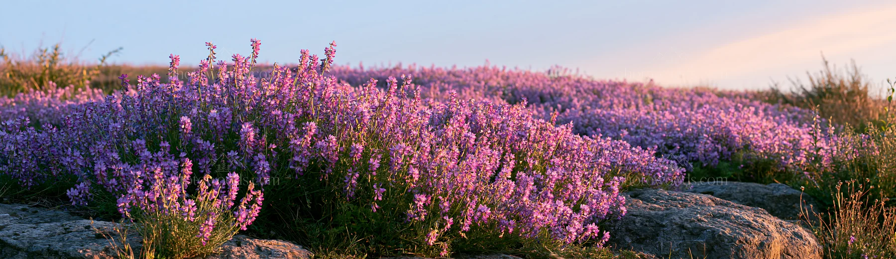 Kyoto spring wildflower meadow stone foreground - AI-generated stock image