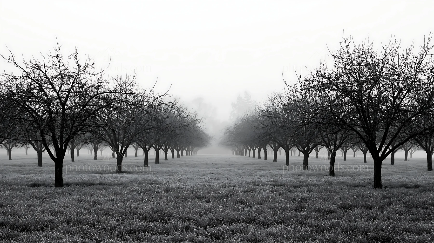 Moody orchard meadow with misty trees and grass stretch - AI-generated stock image