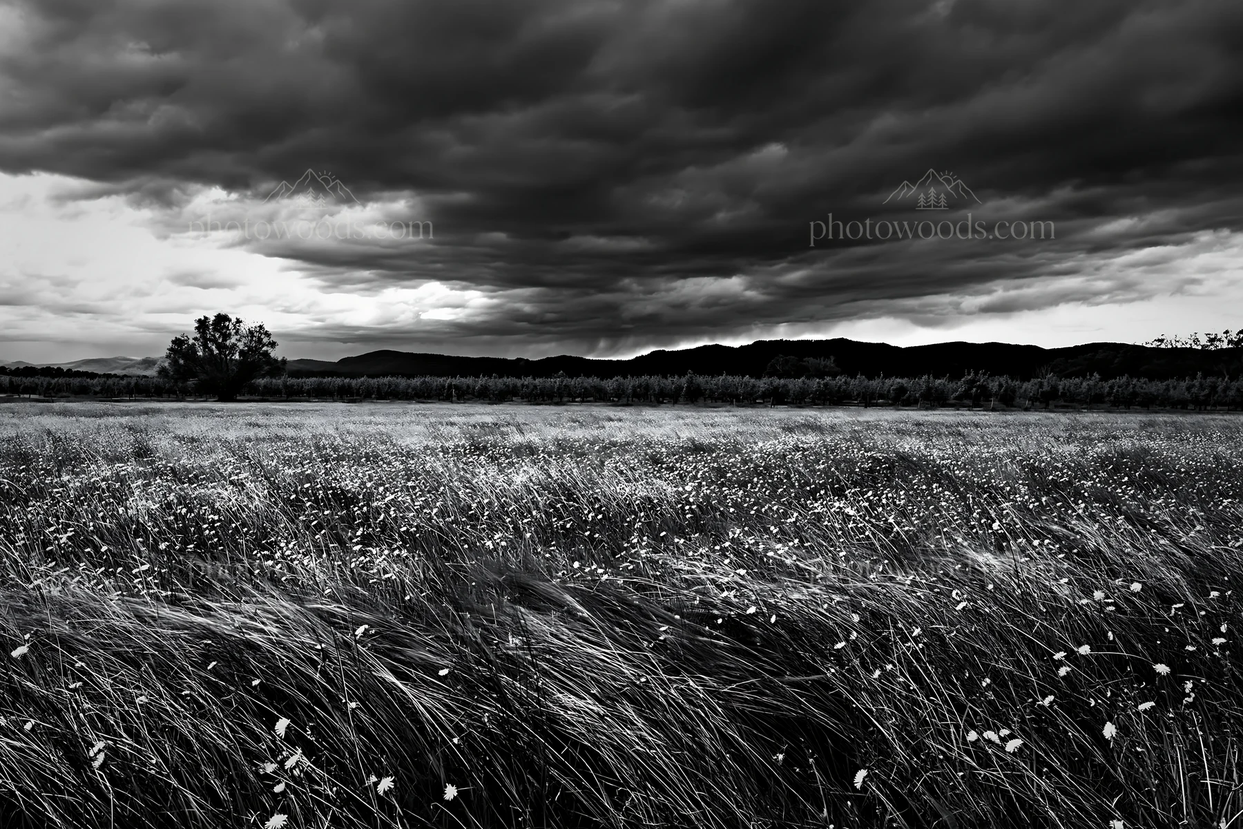 Dandelion orchard meadow under dark clouds - AI-generated stock image