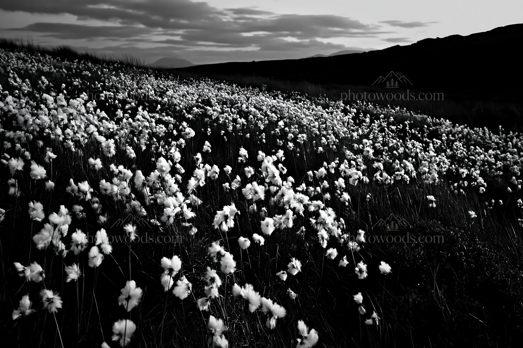 Cottongrass meadow with glow in evening light - AI-generated stock image