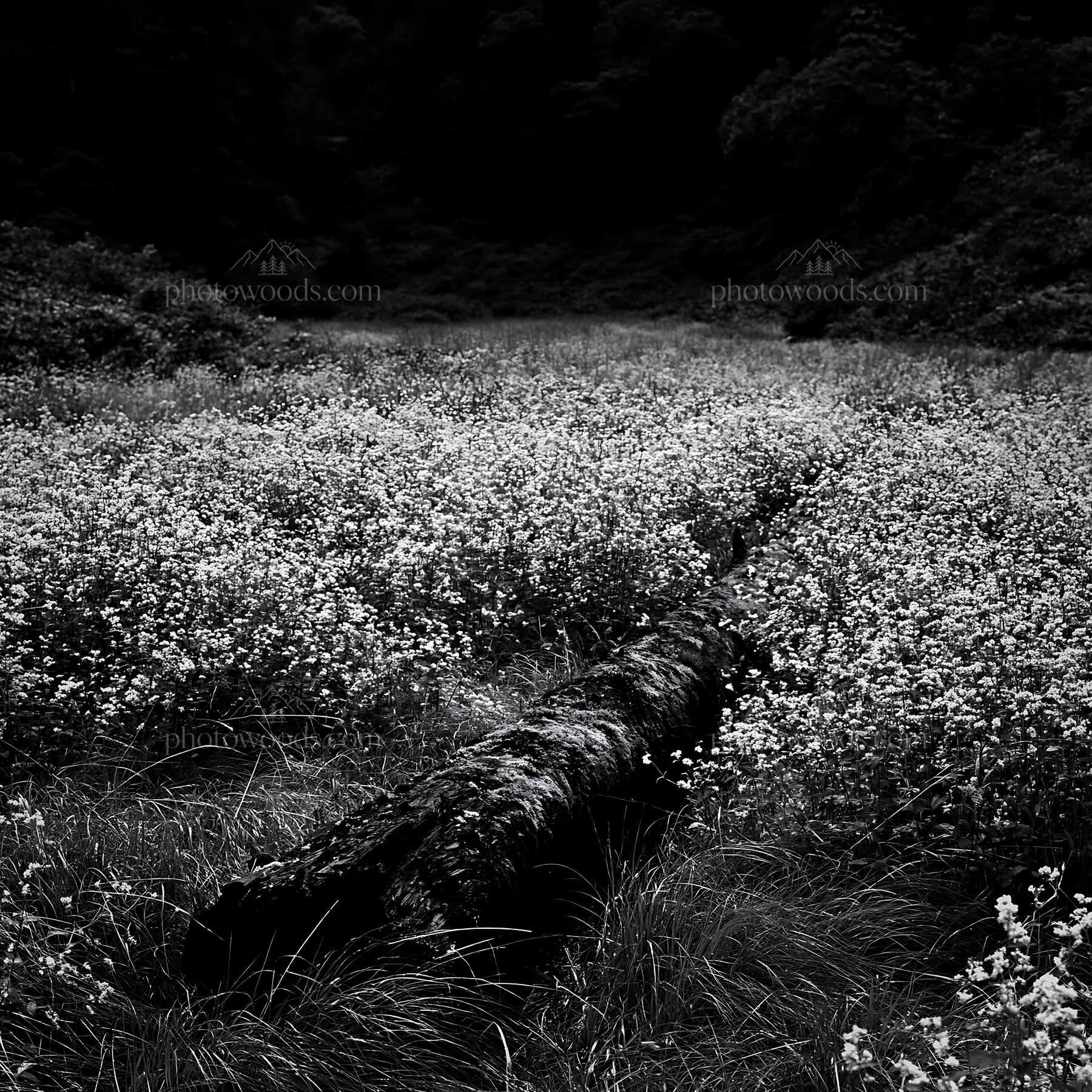 Gifu low carbon meadow with mossy log in black and white - AI-generated stock image