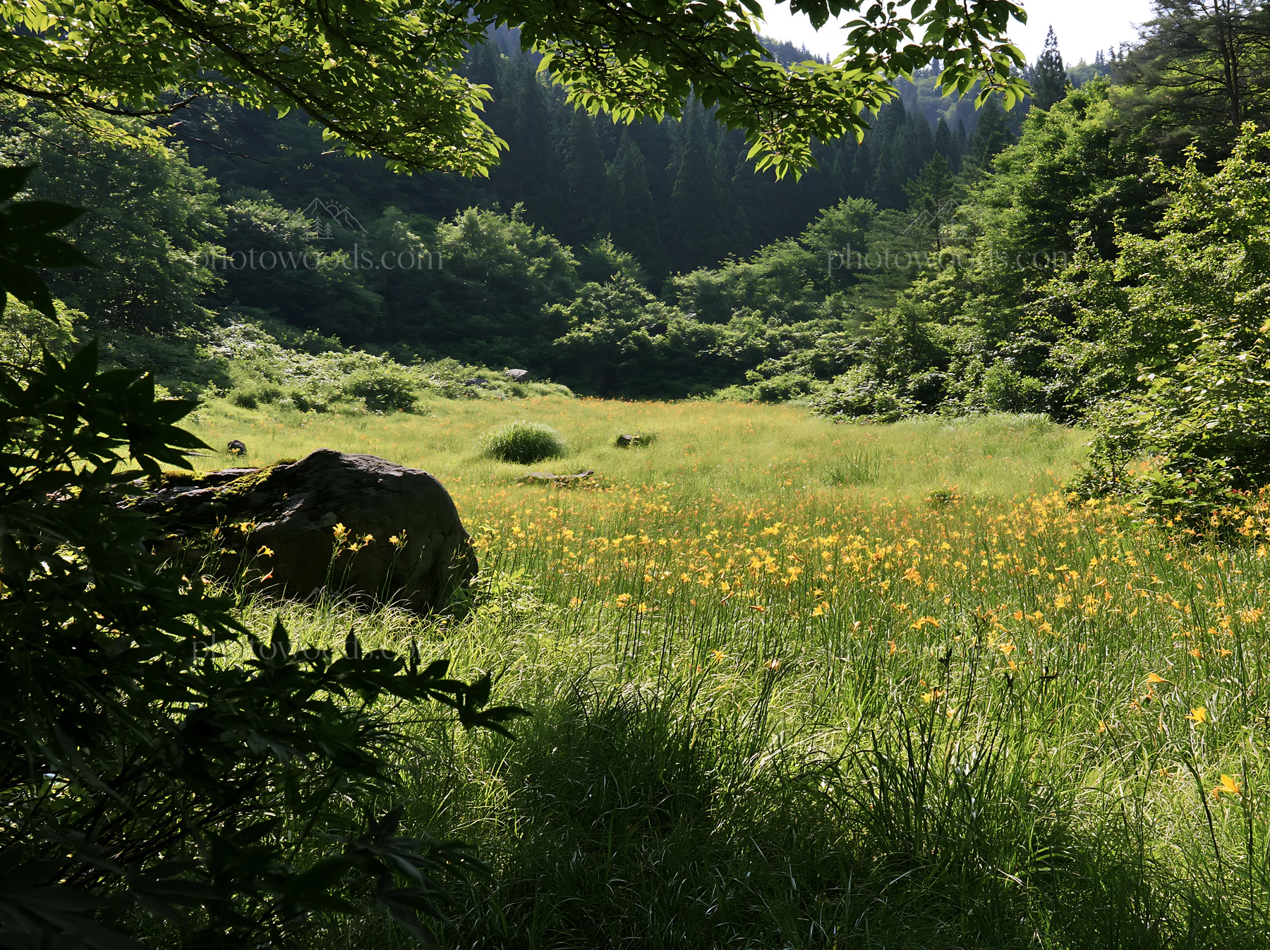 Aomori climate resilient meadow with boulder and green trees - AI-generated stock image