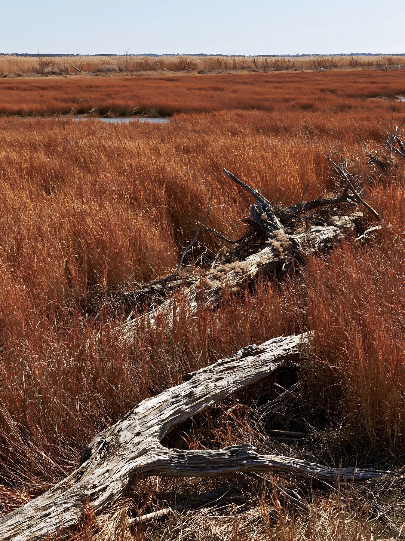 Driftwood in Chiba coastal meadow with tall grass - AI-generated stock image