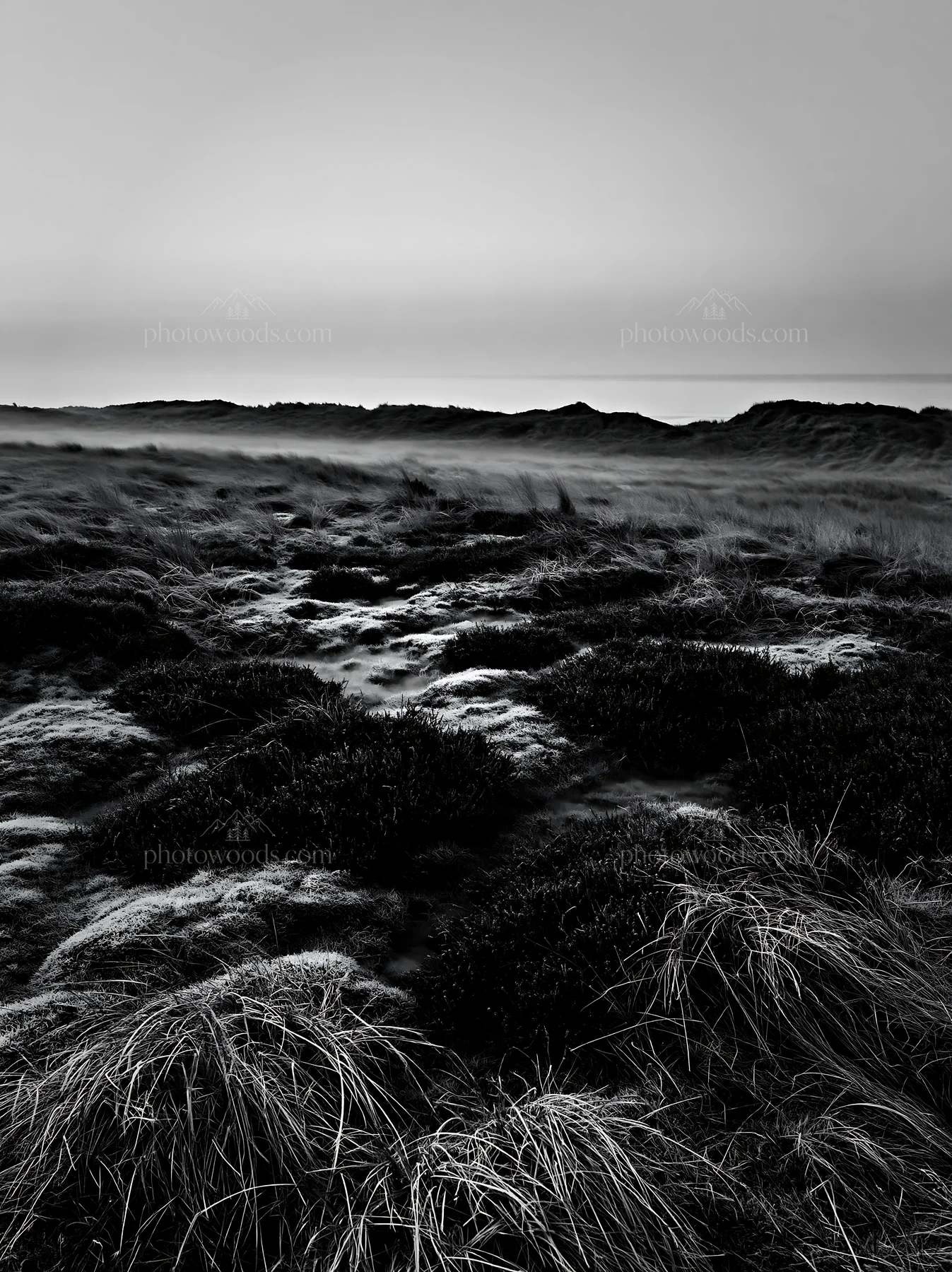 Frosty coastal meadow at dawn with low visibility - AI-generated stock image