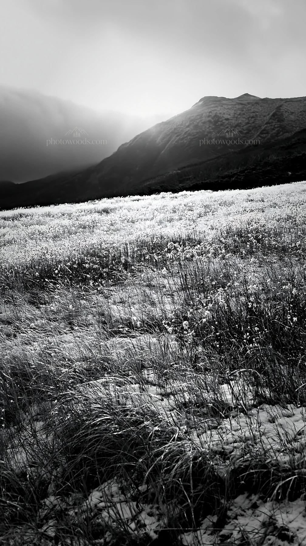 Light rays over Daisetsuzan alpine meadow in black and white - AI-generated stock image