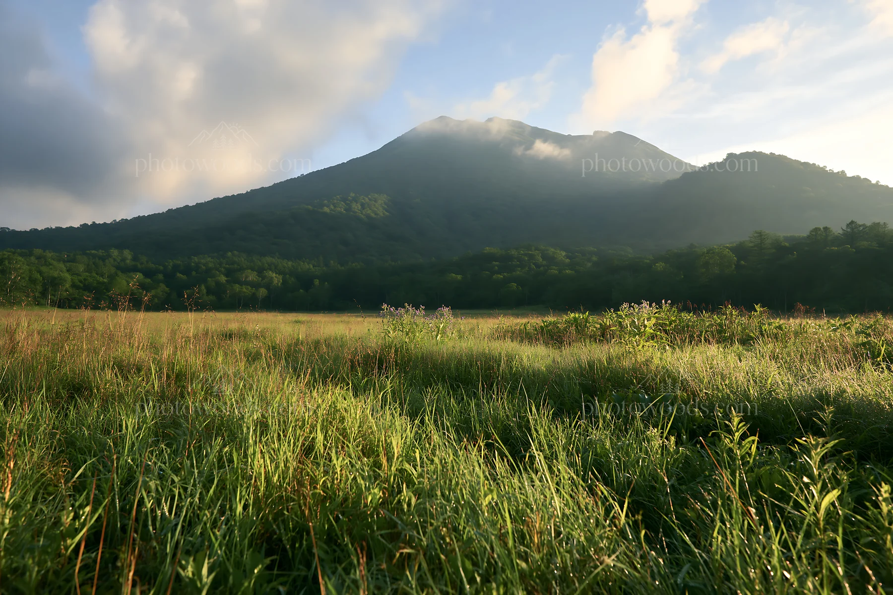 Expansive Hokkaido restoration meadow with dewdrops - AI-generated stock image