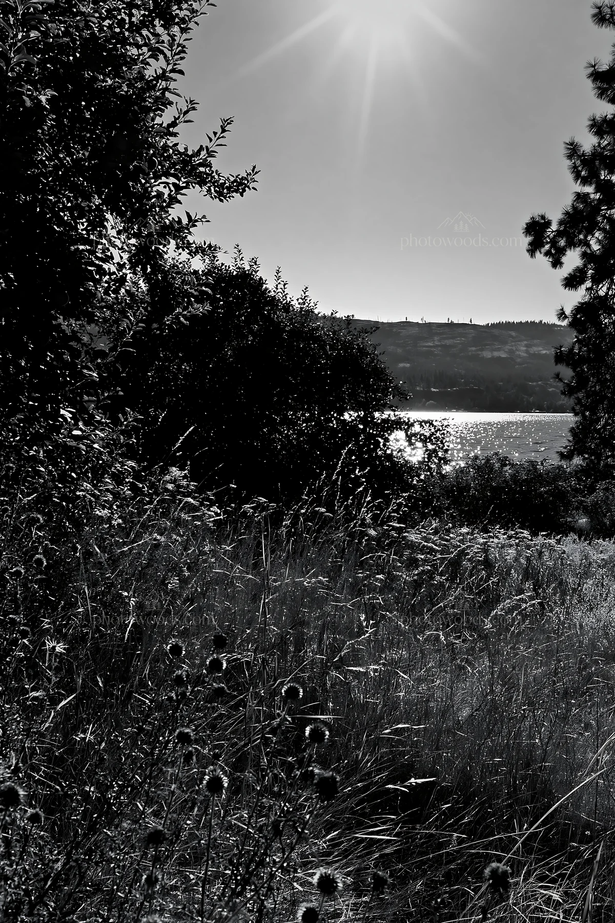 Black and white lakeshore apple meadow with sun shining over water - AI-generated stock image