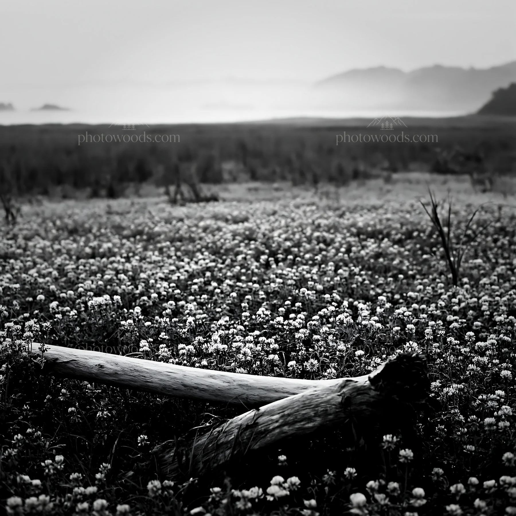Black and white nagasaki coastal meadow driftwood foreground mood - AI-generated stock image