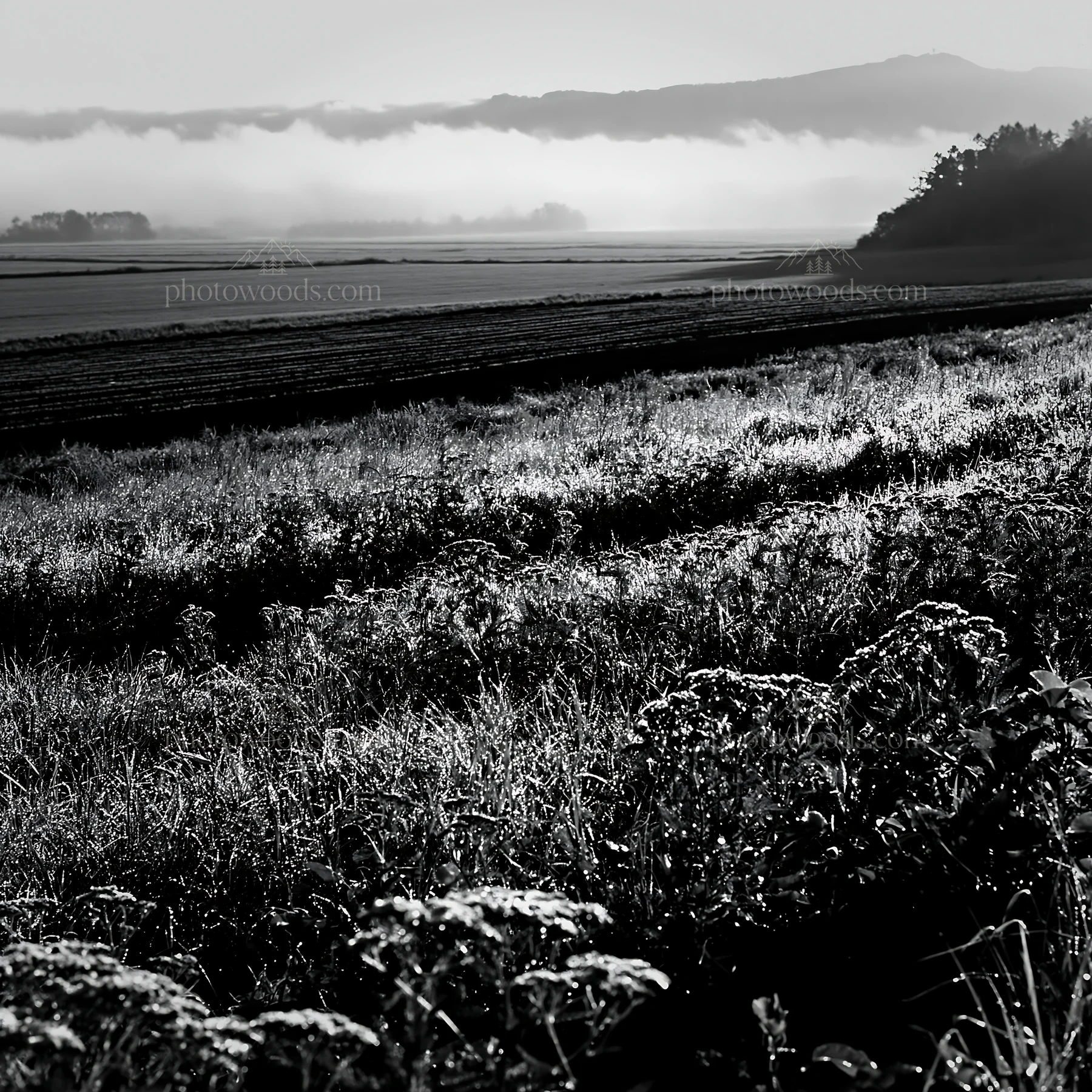 Black and white expansive Hokkaido restoration meadow with dewdrops - AI-generated stock image