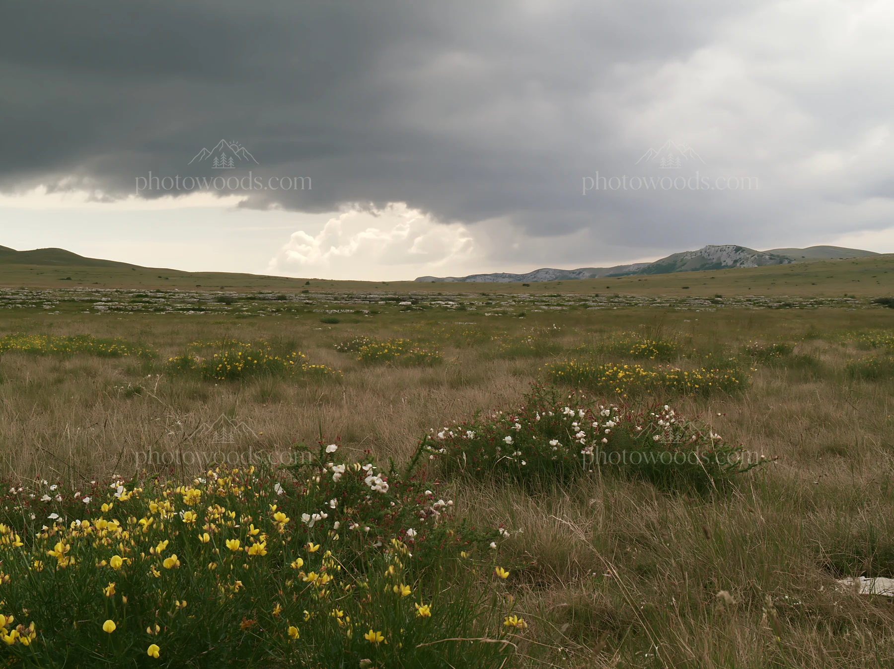 Cloudy limestone meadow with wildflowers in the distance - AI-generated stock image
