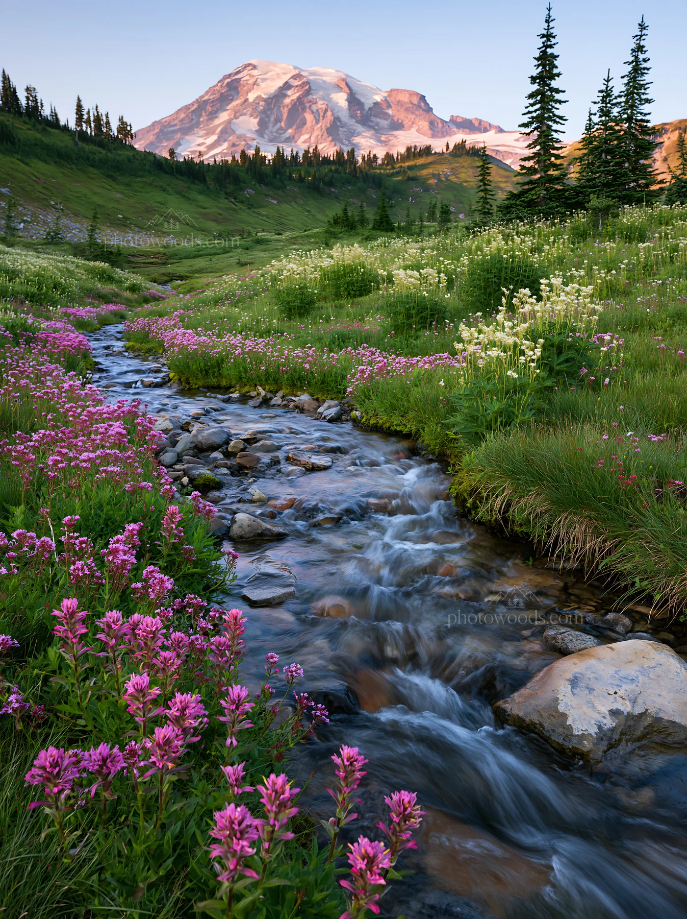 Mount Rainier wildflower meadow sunrise with stream and flowers - AI-generated stock image