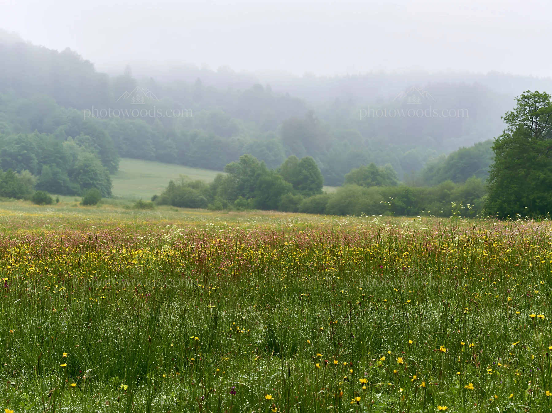 German foothill meadow in misty weather - AI-generated stock image