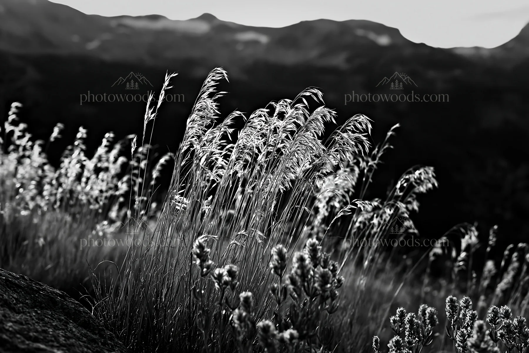 Black and white seedhead meadow with sunlight on grass in a natural landscape - AI-generated stock image
