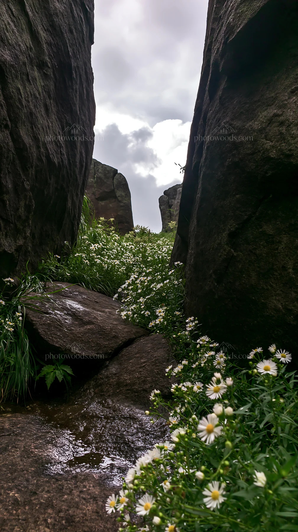 Oita highland meadow with granite stones and flowers - AI-generated stock image