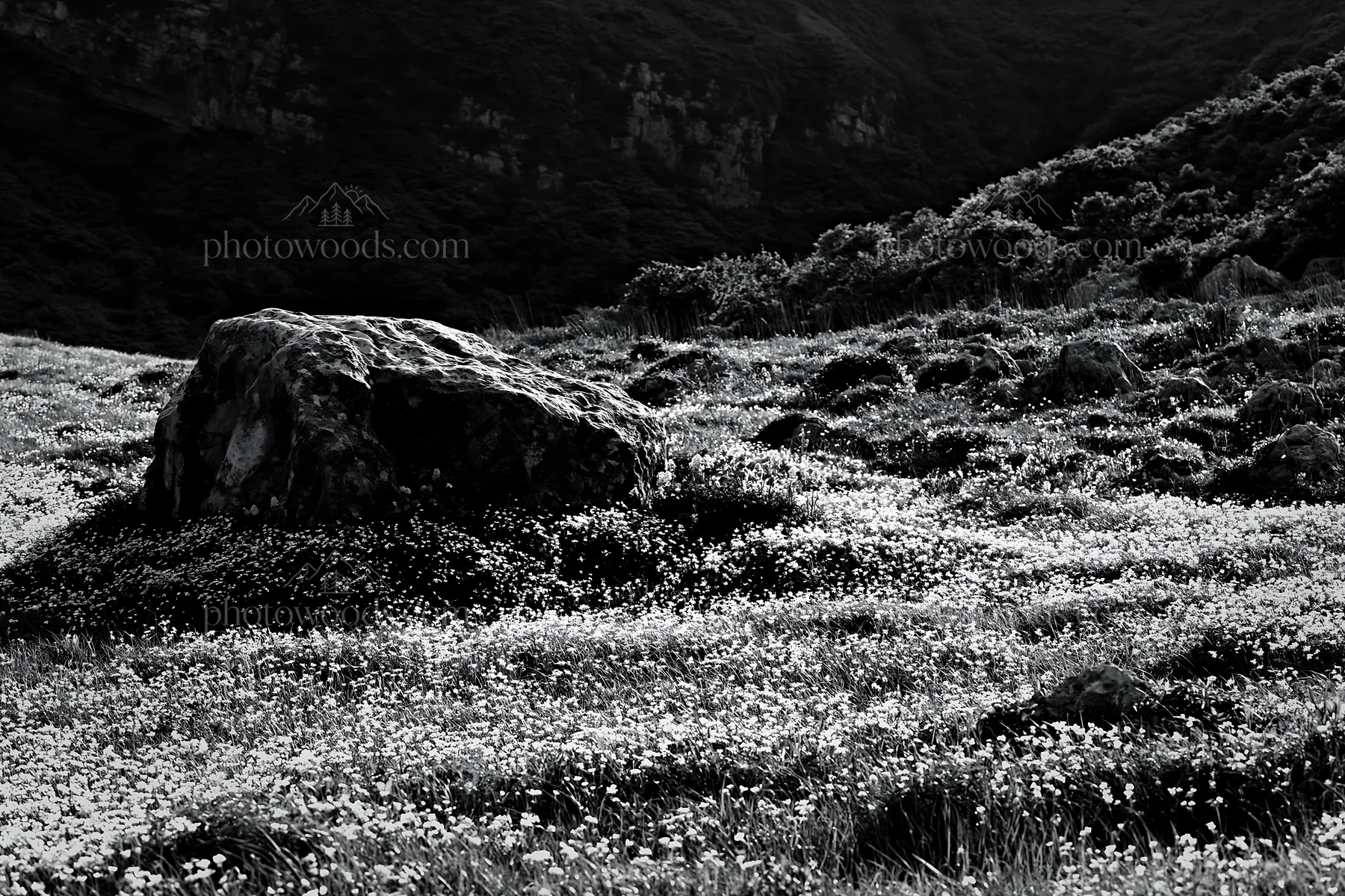 Black and white yamaguchi limestone meadow with pale boulder in daylight - AI-generated stock image