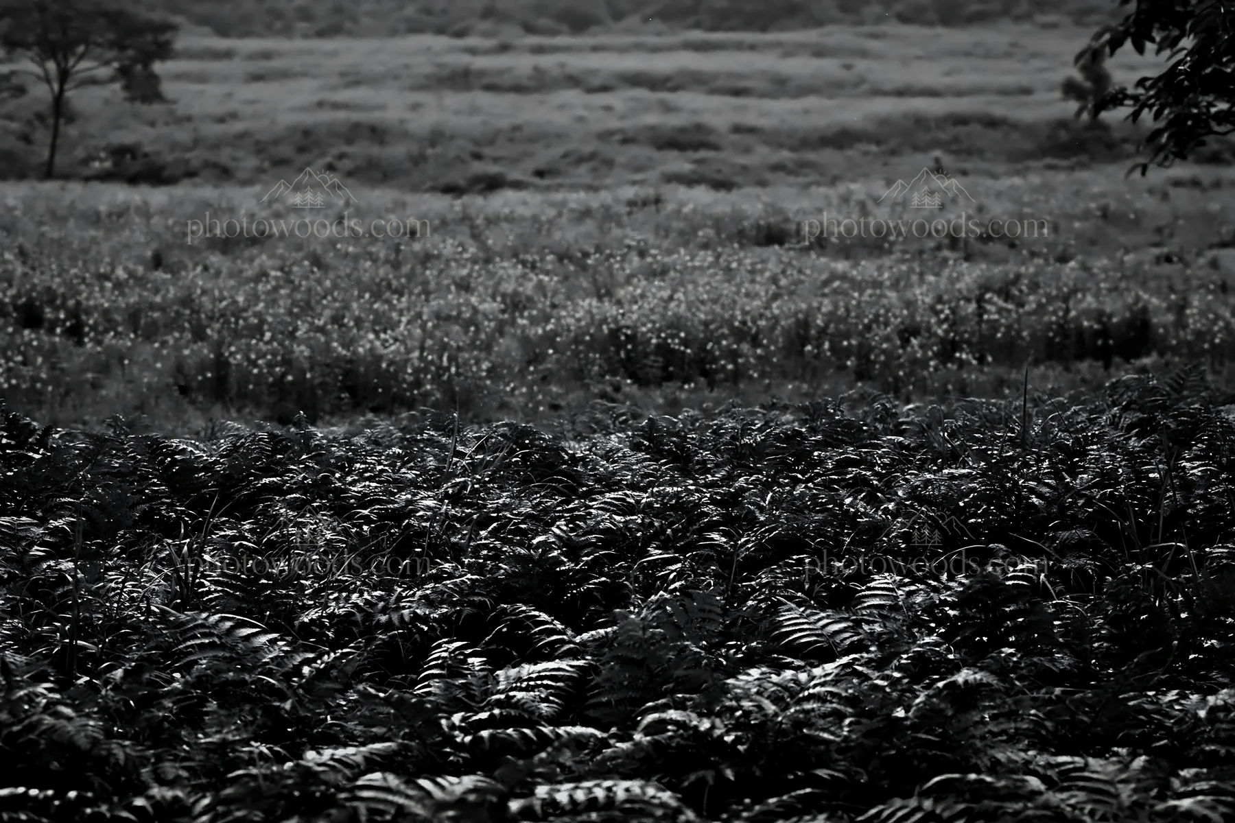 Black and white nara summer meadow with fern foreground under cloudy skies - AI-generated stock image