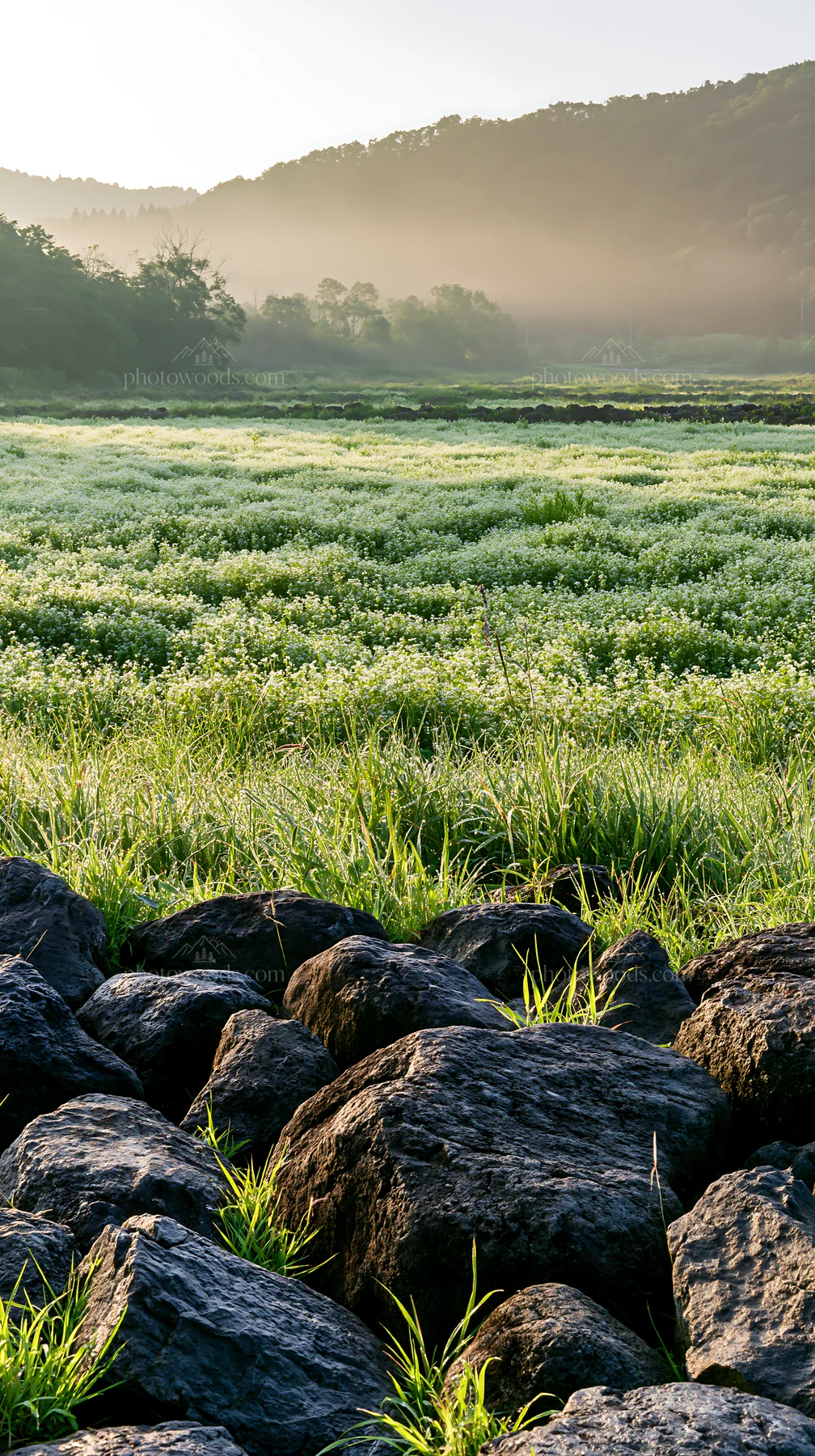 Kanagawa heat resilient meadow volcanic stones in morning light - AI-generated stock image