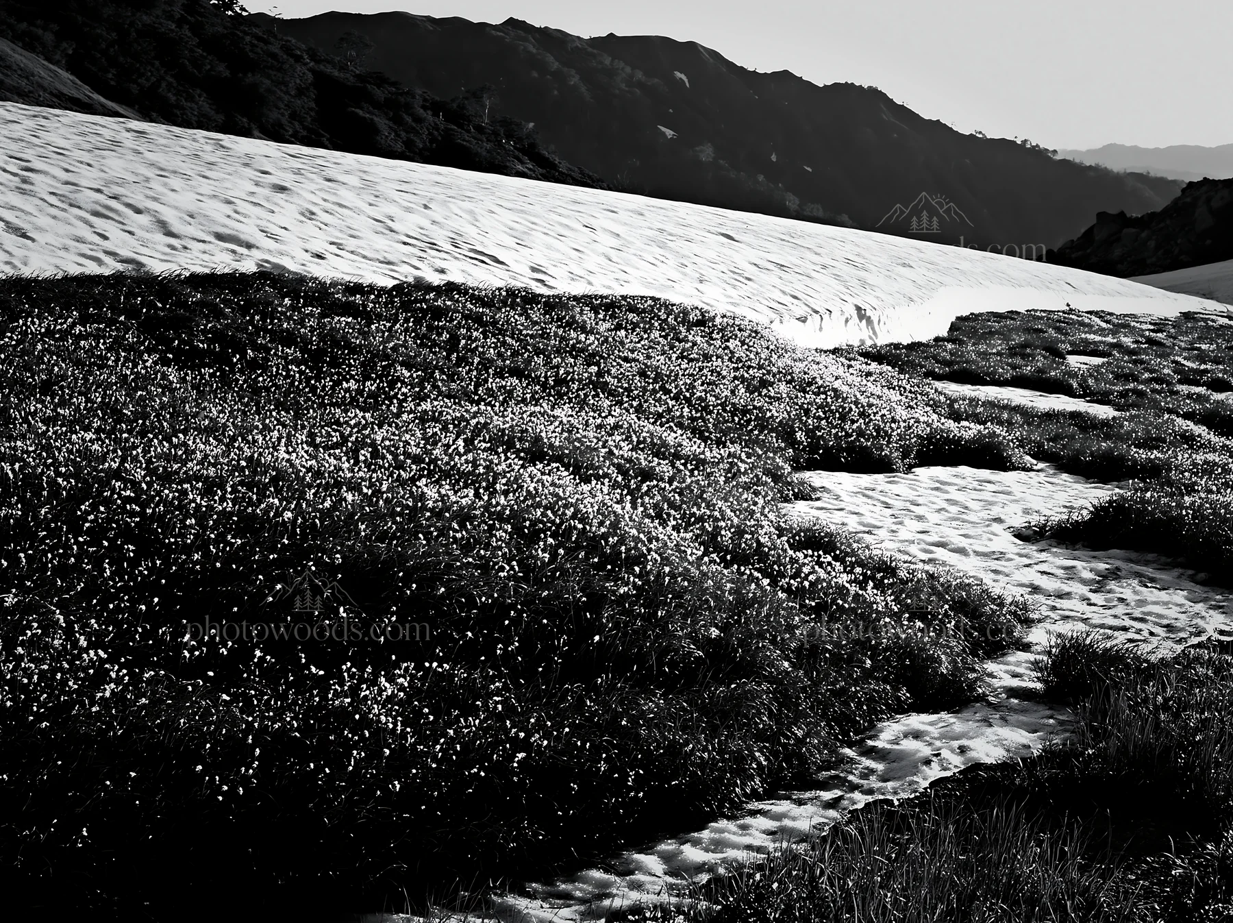 Black and white akita snowmelt meadow with silver grasses - AI-generated stock image
