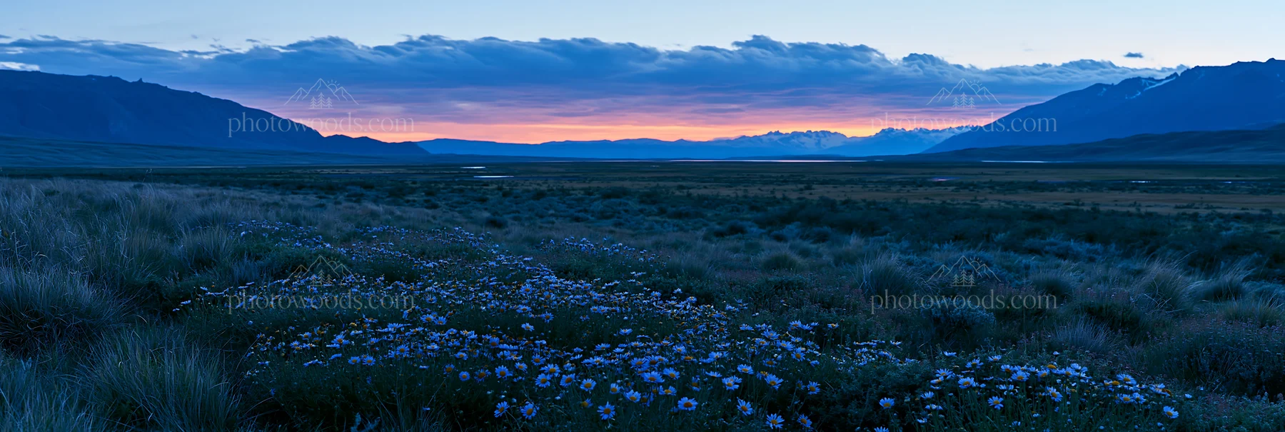 Climate-resilient meadow with flowers under a colorful sky - AI-generated stock image