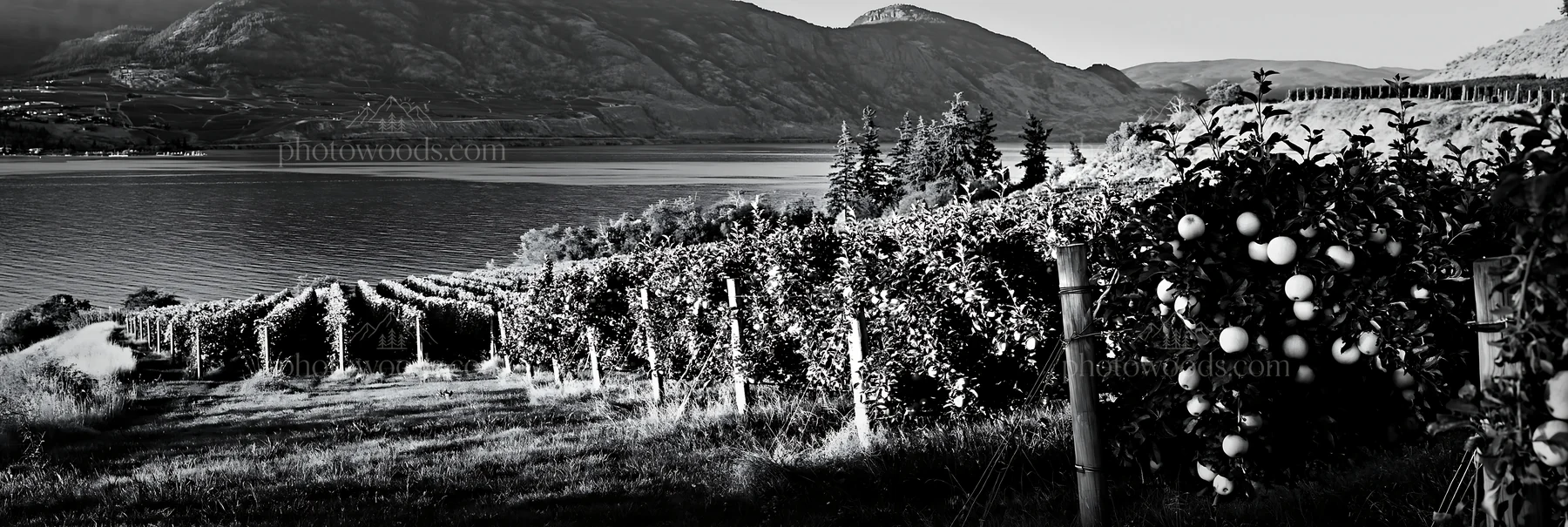Fjord orchard meadow with apple trees and lake view - AI-generated stock image