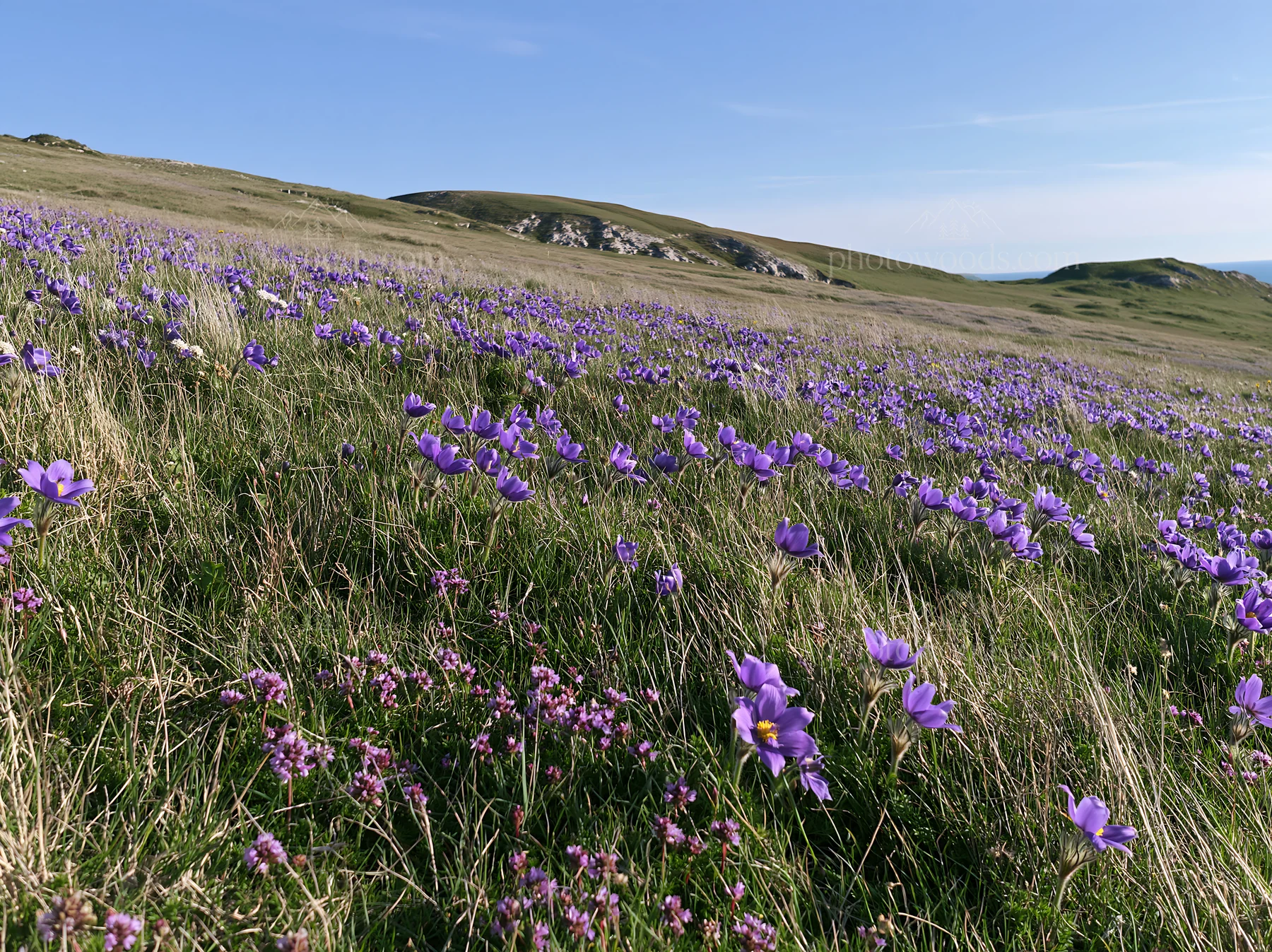 Sunny chalk slope meadow with wildflowers - AI-generated stock image