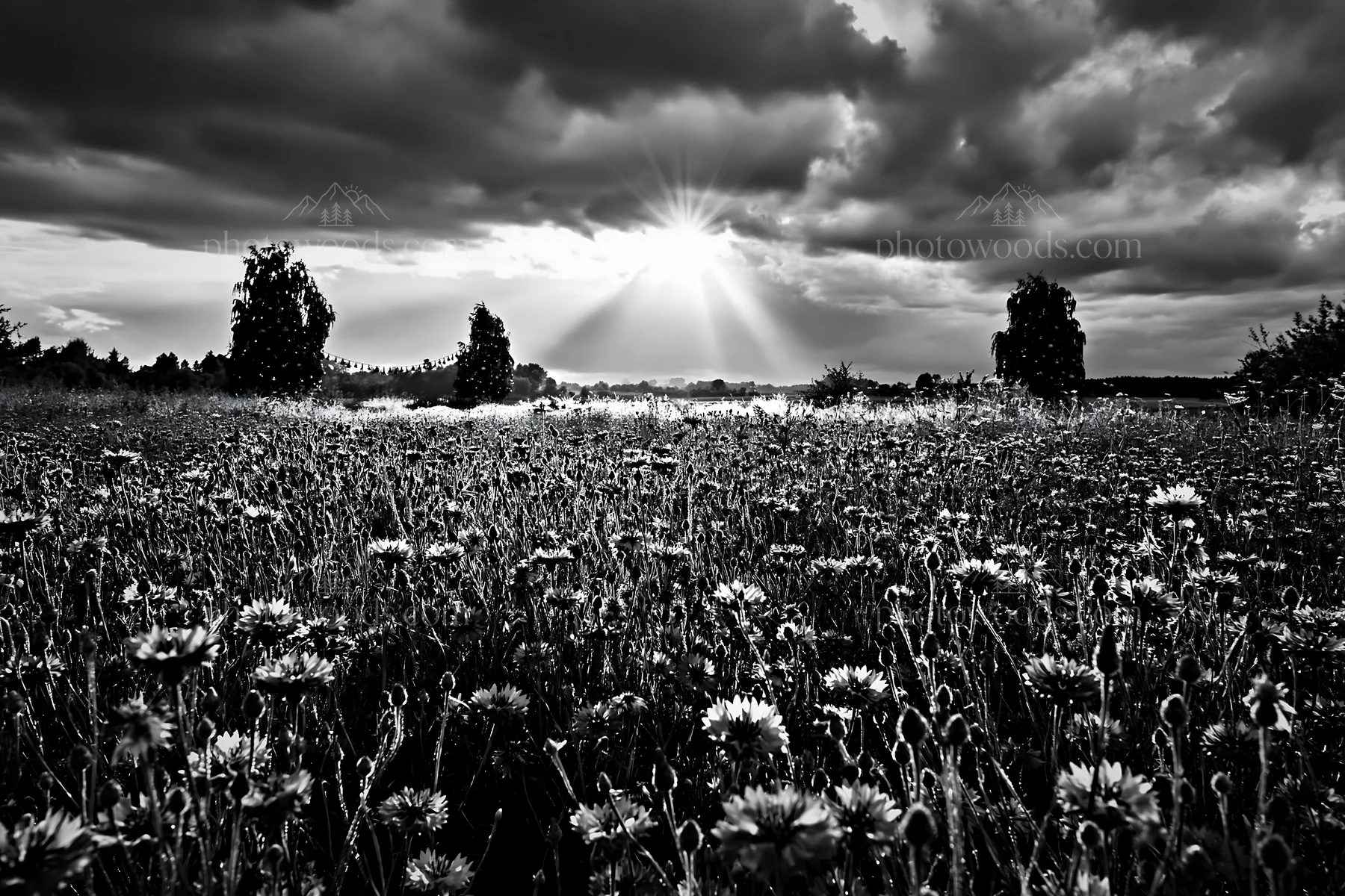 Christmas decorations in meadow under clouds and sunbeams - AI-generated stock image