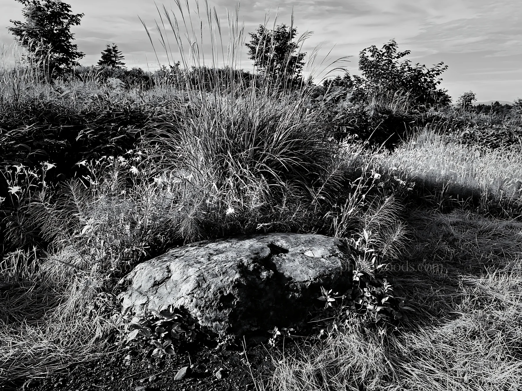 Black and white aomori climate resilient meadow with boulder - AI-generated stock image