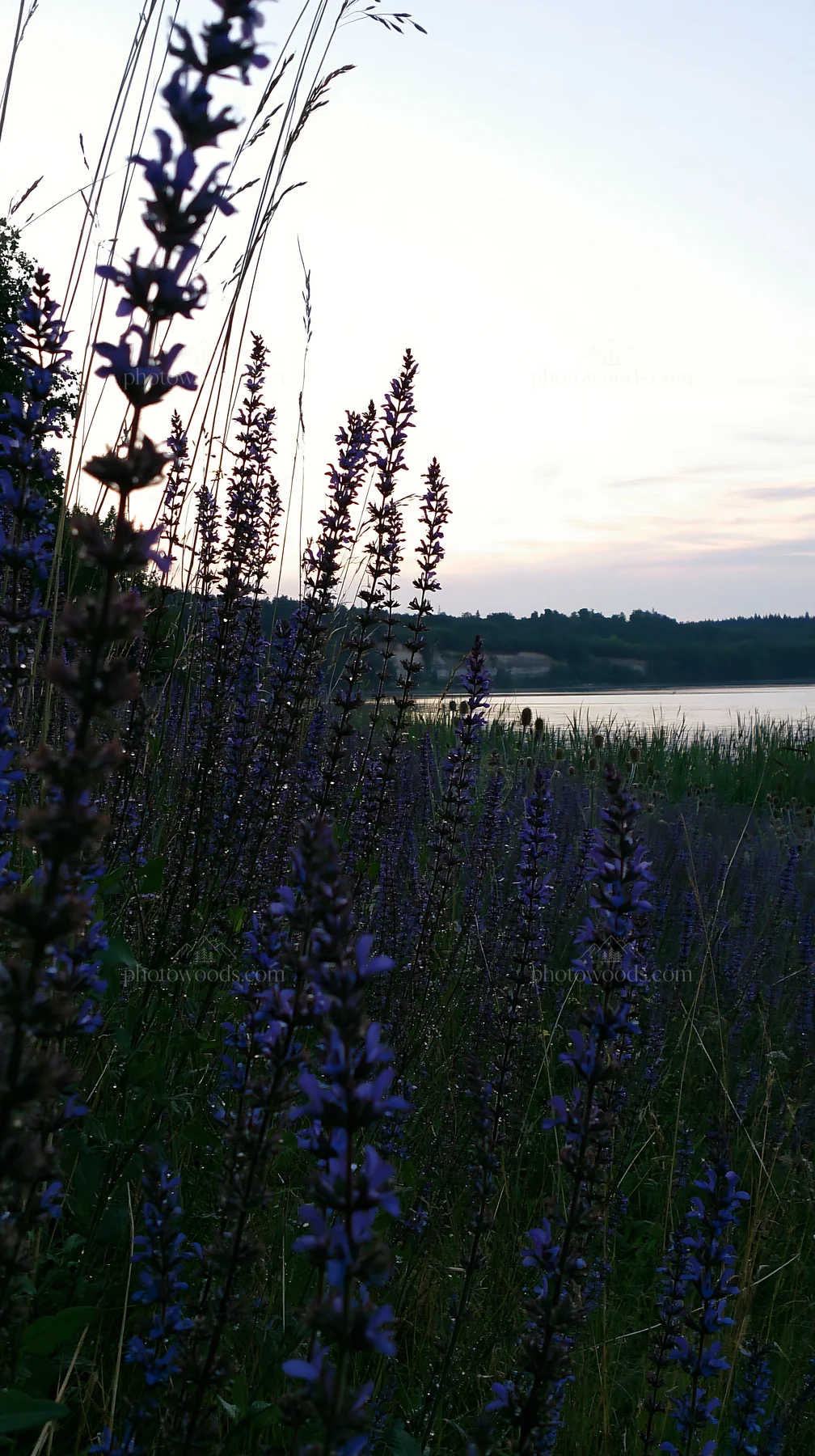 Lakeside meadow with blue flowers in Germany at sunset - AI-generated stock image