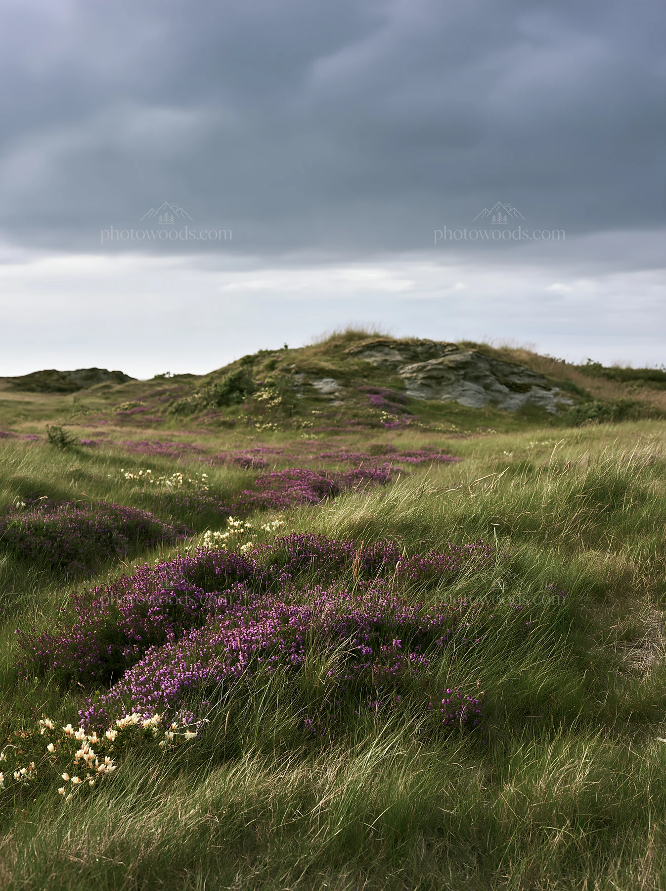 Cloudy wild thyme meadow with purple flowers - AI-generated stock image