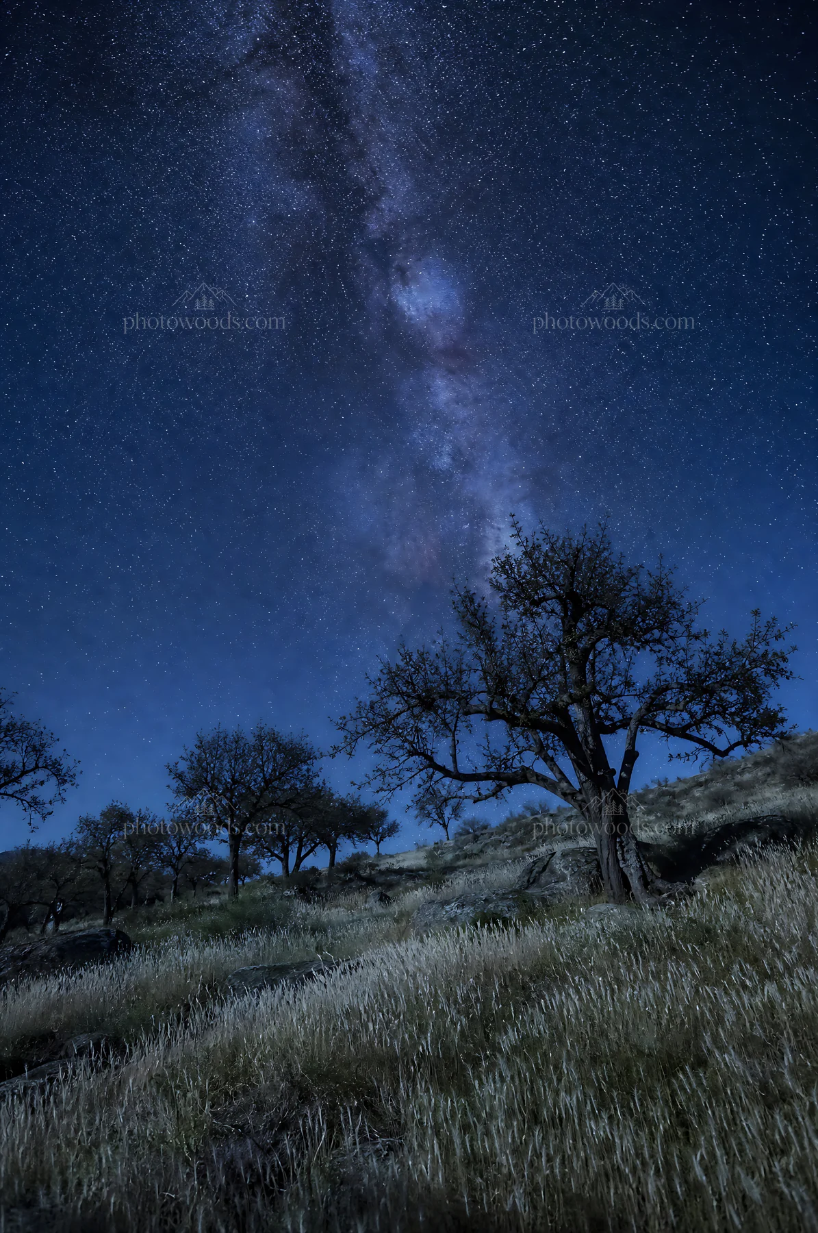 Hillside apple meadow under a starry night sky - AI-generated stock image