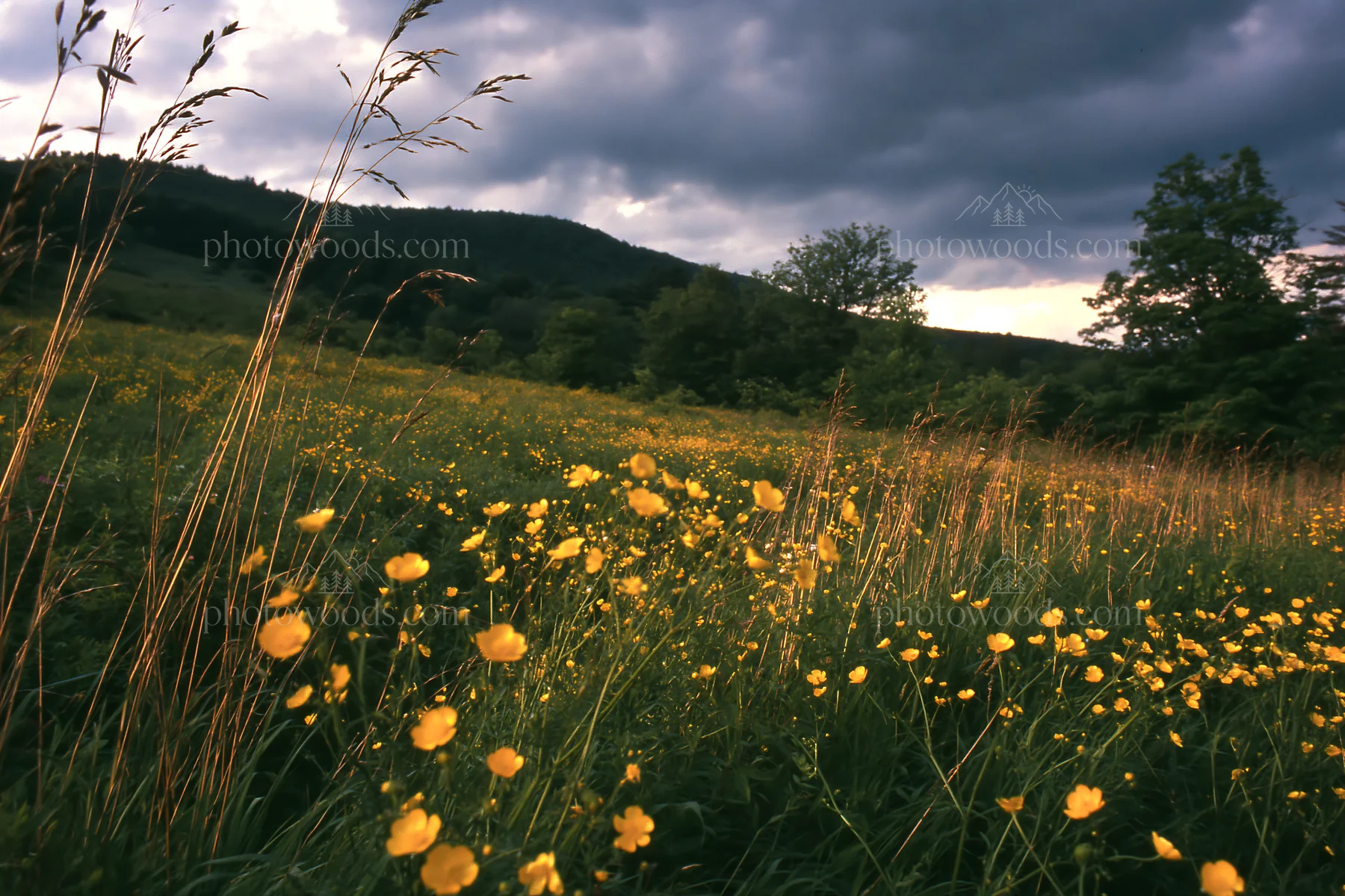 Colorful buttercup meadow with dark clouds in the background - AI-generated stock image