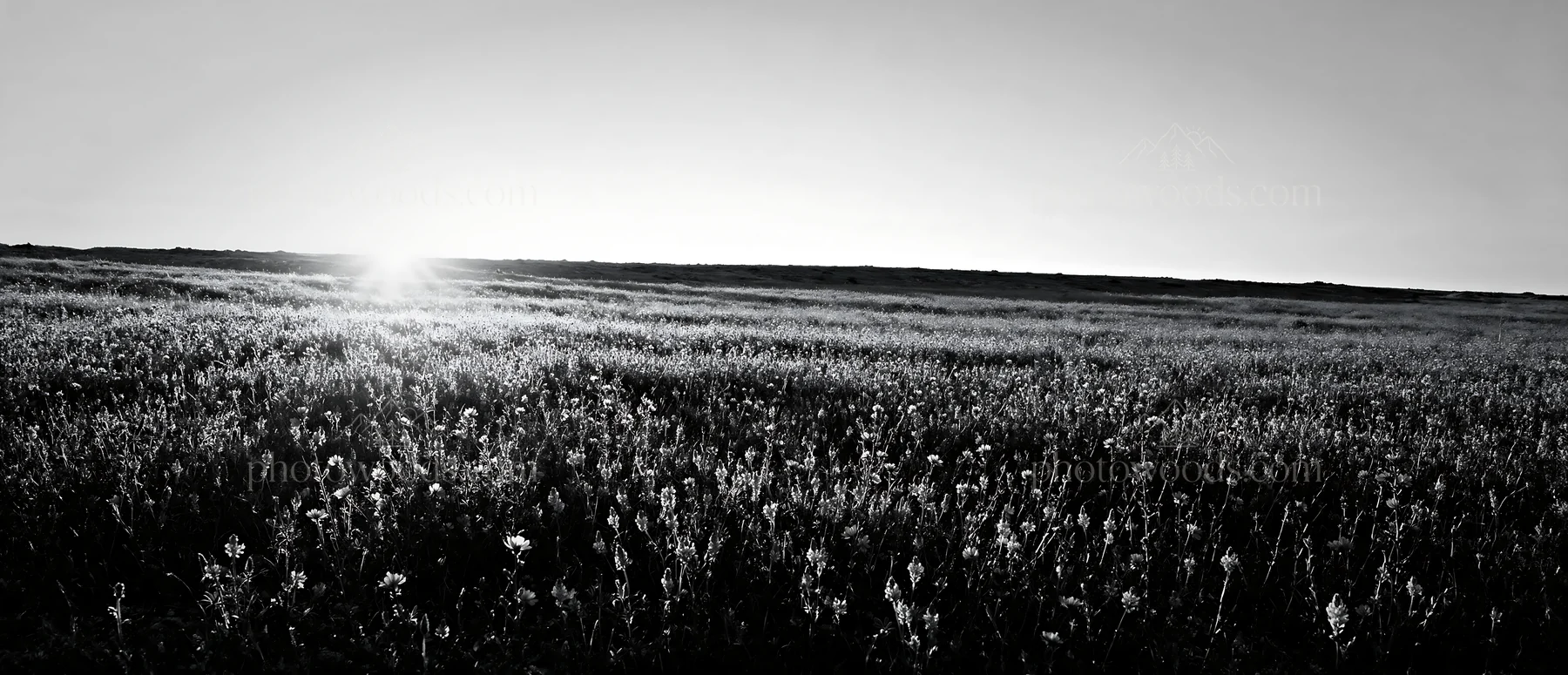 Black and white sainfoin chicory meadow under a setting sun - AI-generated stock image