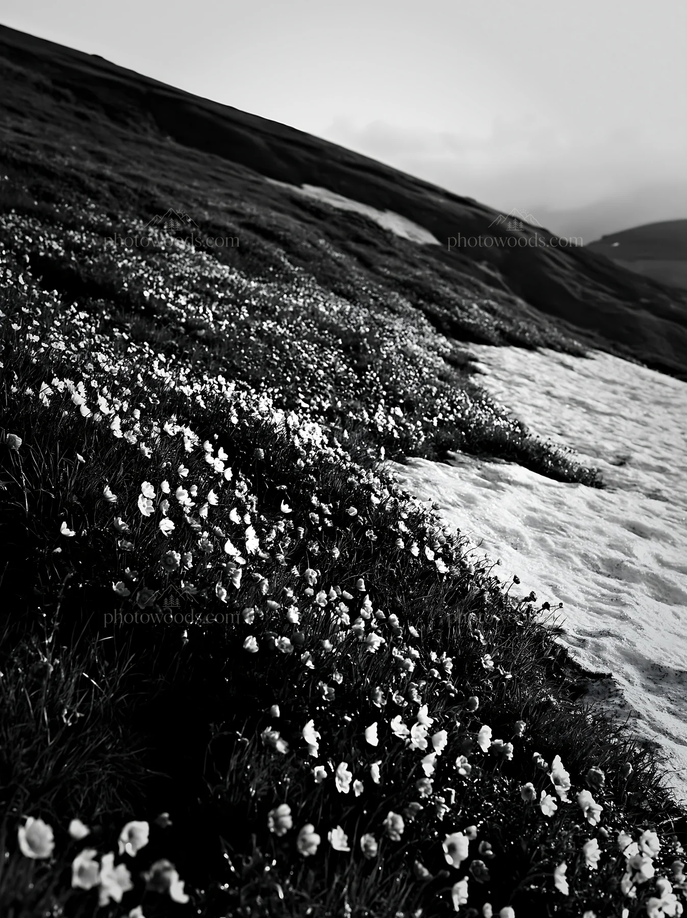Black and white snowdrift meadow with flowers and melting snow - AI-generated stock image