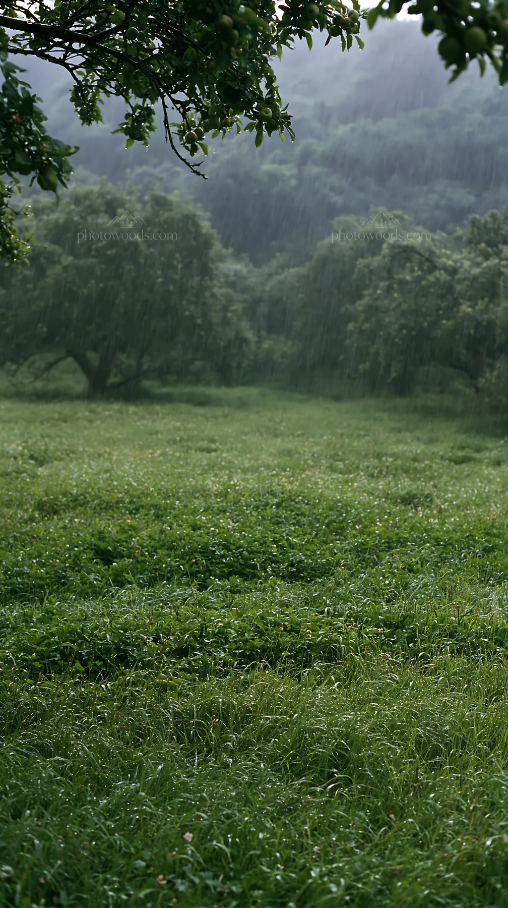 Clover apple meadow with trees in rainy weather - AI-generated stock image