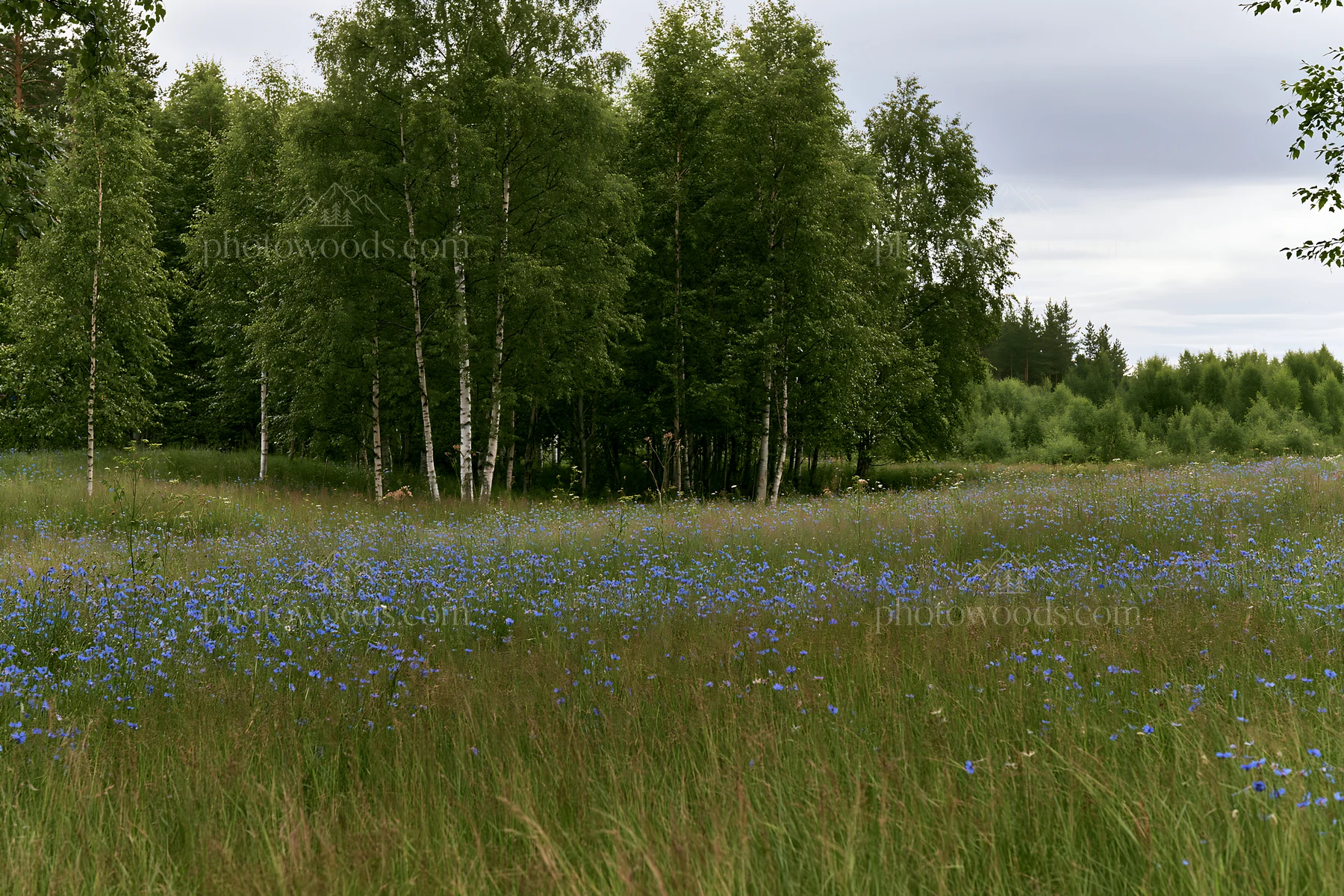 Forest edge meadow with wildflowers and trees - AI-generated stock image
