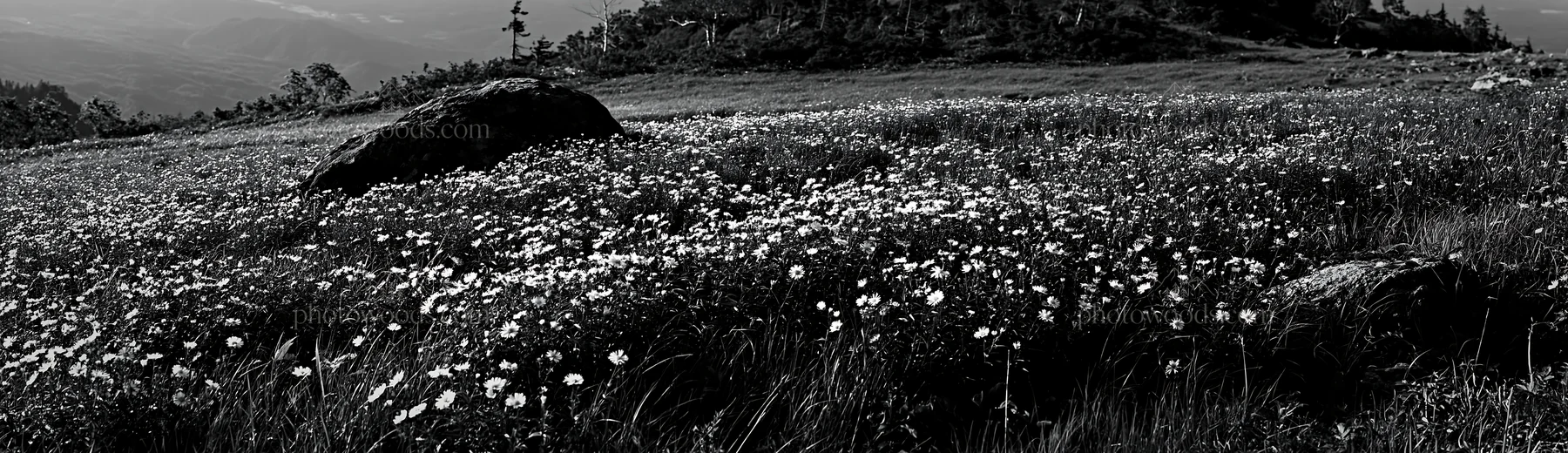 Black and white aomori climate resilient meadow with boulder - AI-generated stock image