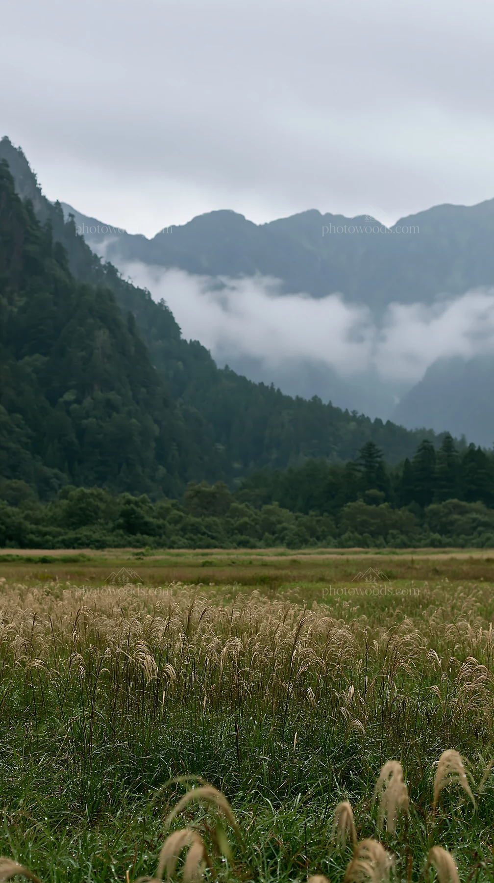Biodiverse Nagano silver grass meadow dew at dawn - AI-generated stock image