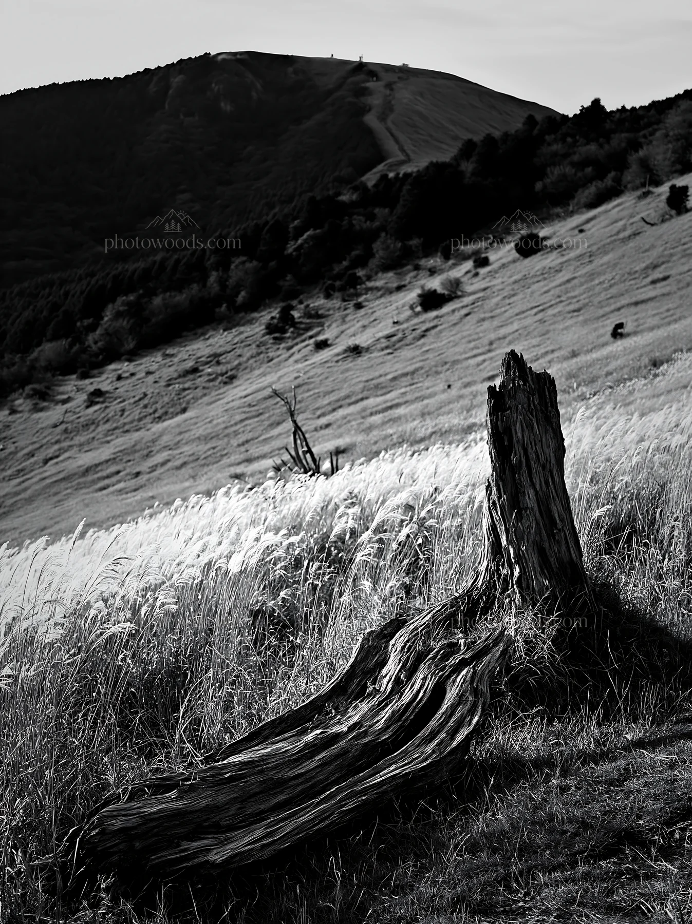Wakayama autumn meadow with weathered wood and hill in background - AI-generated stock image