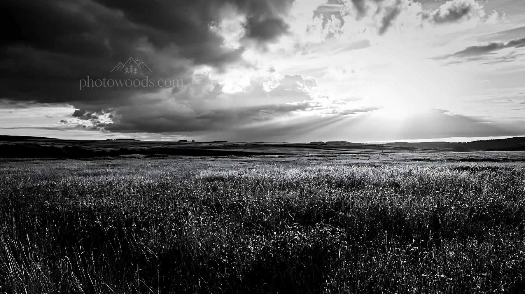 Black and white cornflower meadow website header image with clouds and sunlight - AI-generated stock image